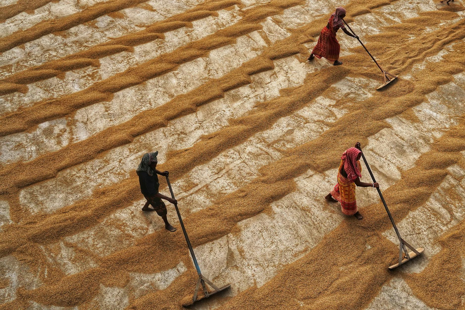 Trabalhadores inspecionando qualidade de grãos