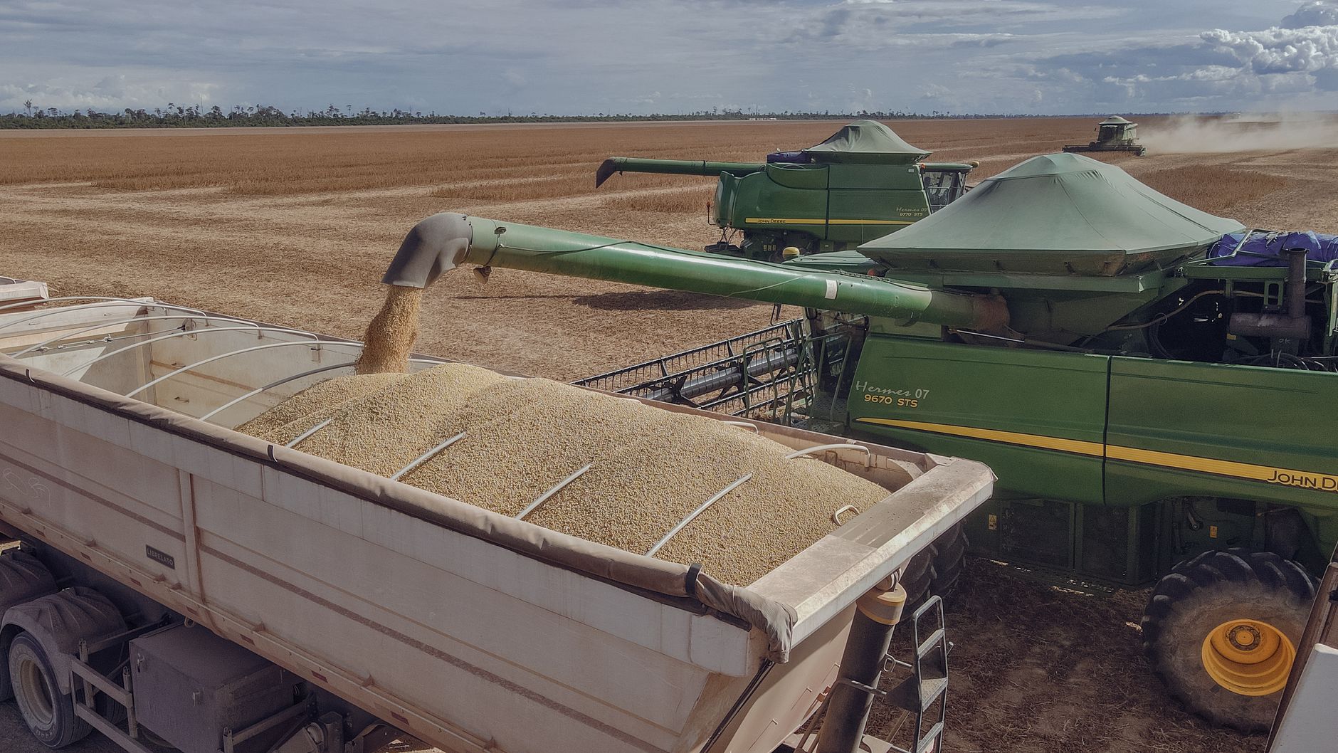 Plantação de sorgo em São Paulo