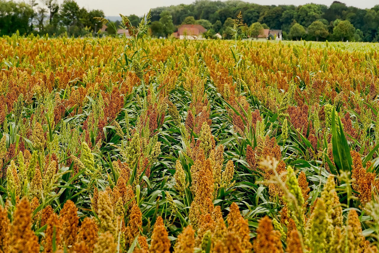 Plantação de sorgo no Maranhão, Brasil