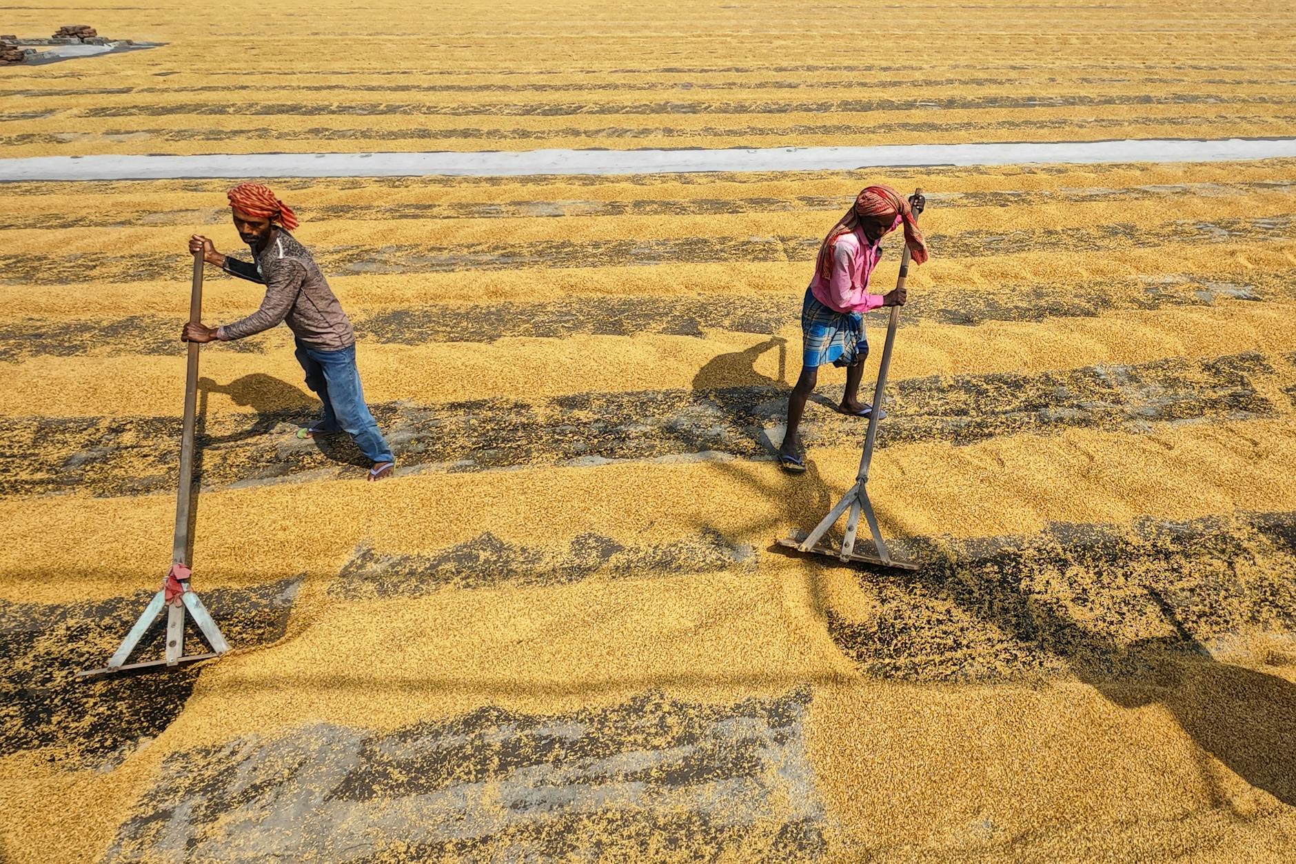 Produtores rurais maranhenses consultando cotação de feijão no app eBarn no campo