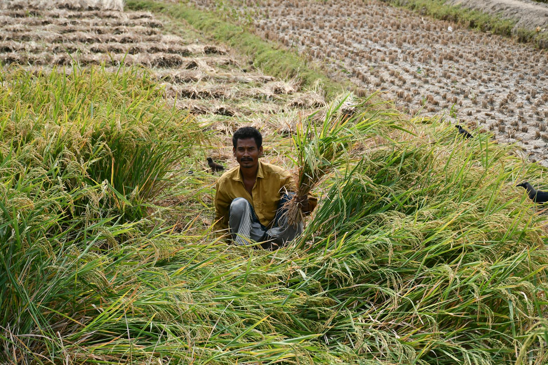 Como Comprar Feijão Direto do Produtor — Guia Prático