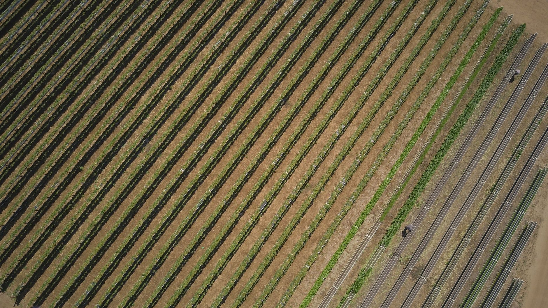Plataforma digital de negociação agrícola