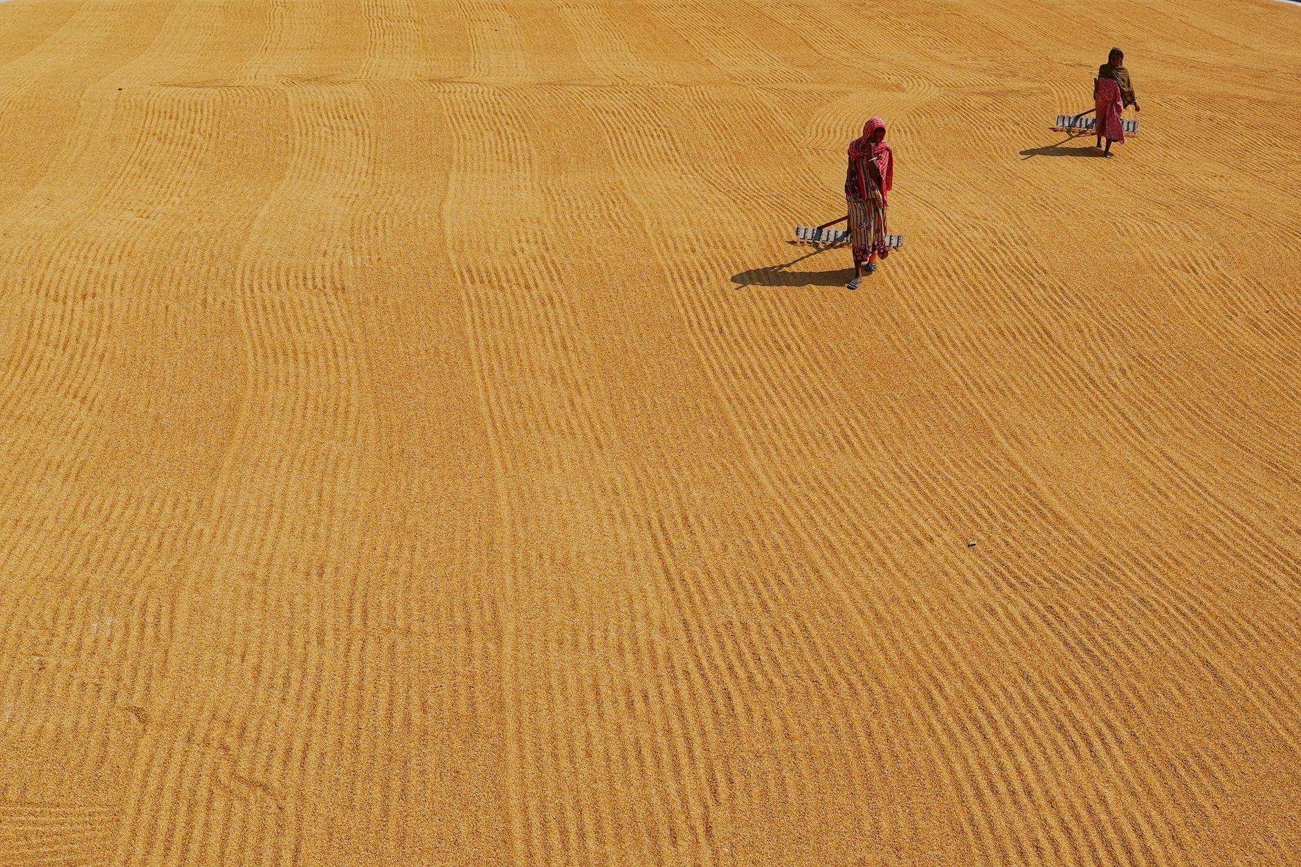 Produtor rural analisando qualidade de grãos antes da venda direta