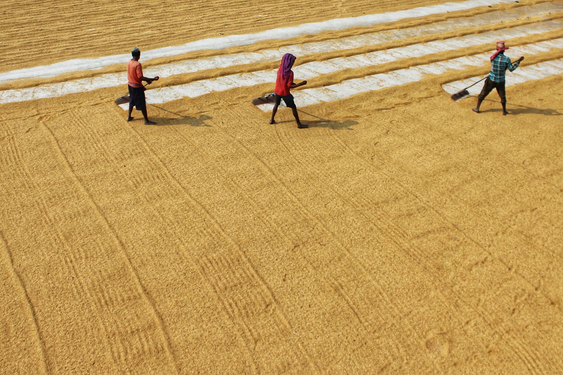 Agricultores goianos verificando qualidade do feijão antes da venda