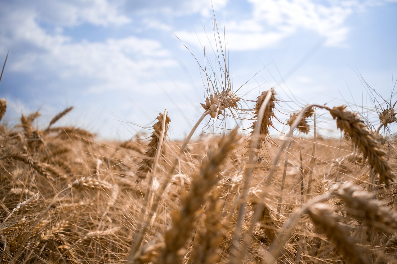 Campos de soja em colheita no Brasil