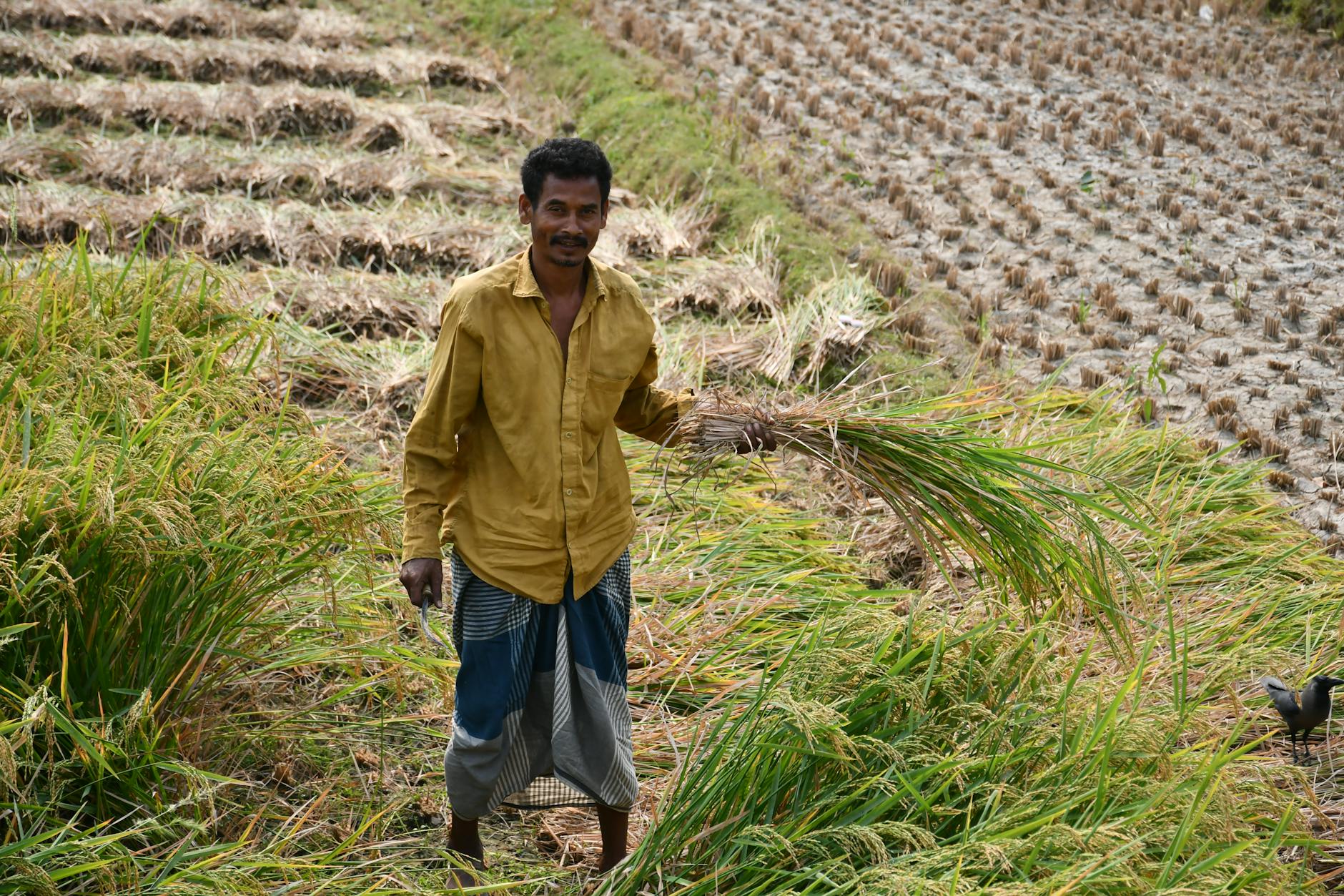 Como Vender Arroz em Casca pelo Melhor Preço em 2026