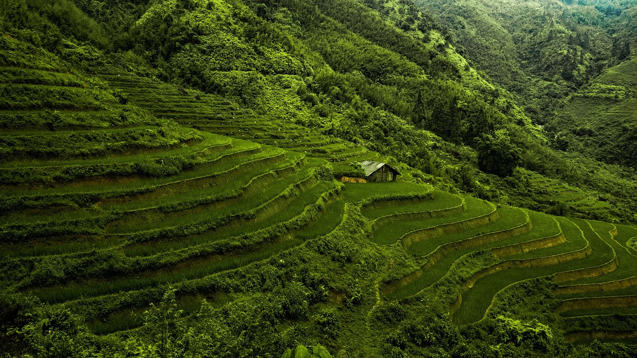 Plantação de arroz em Mato Grosso do Sul