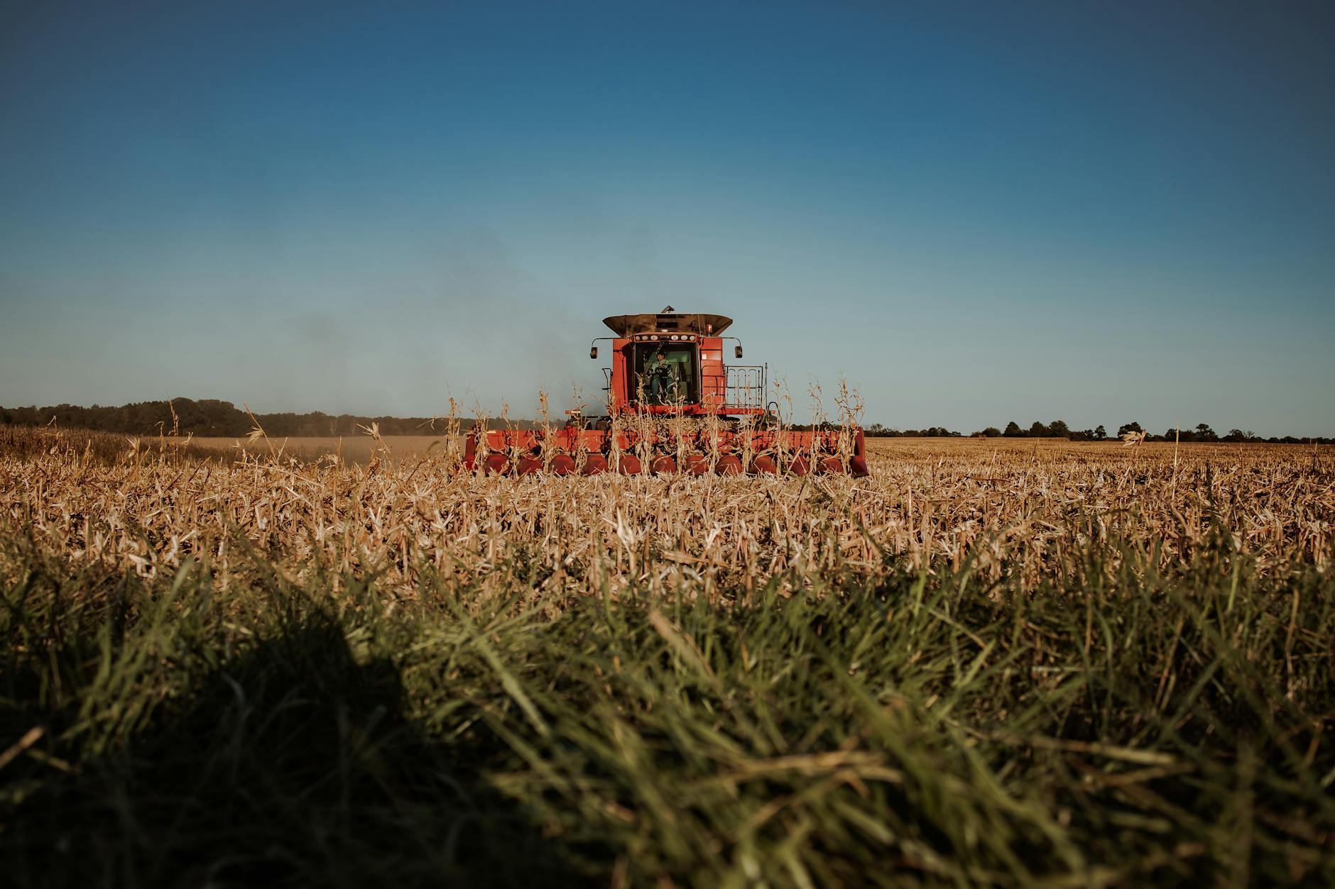 Colheita de milho safrinha em campo brasileiro