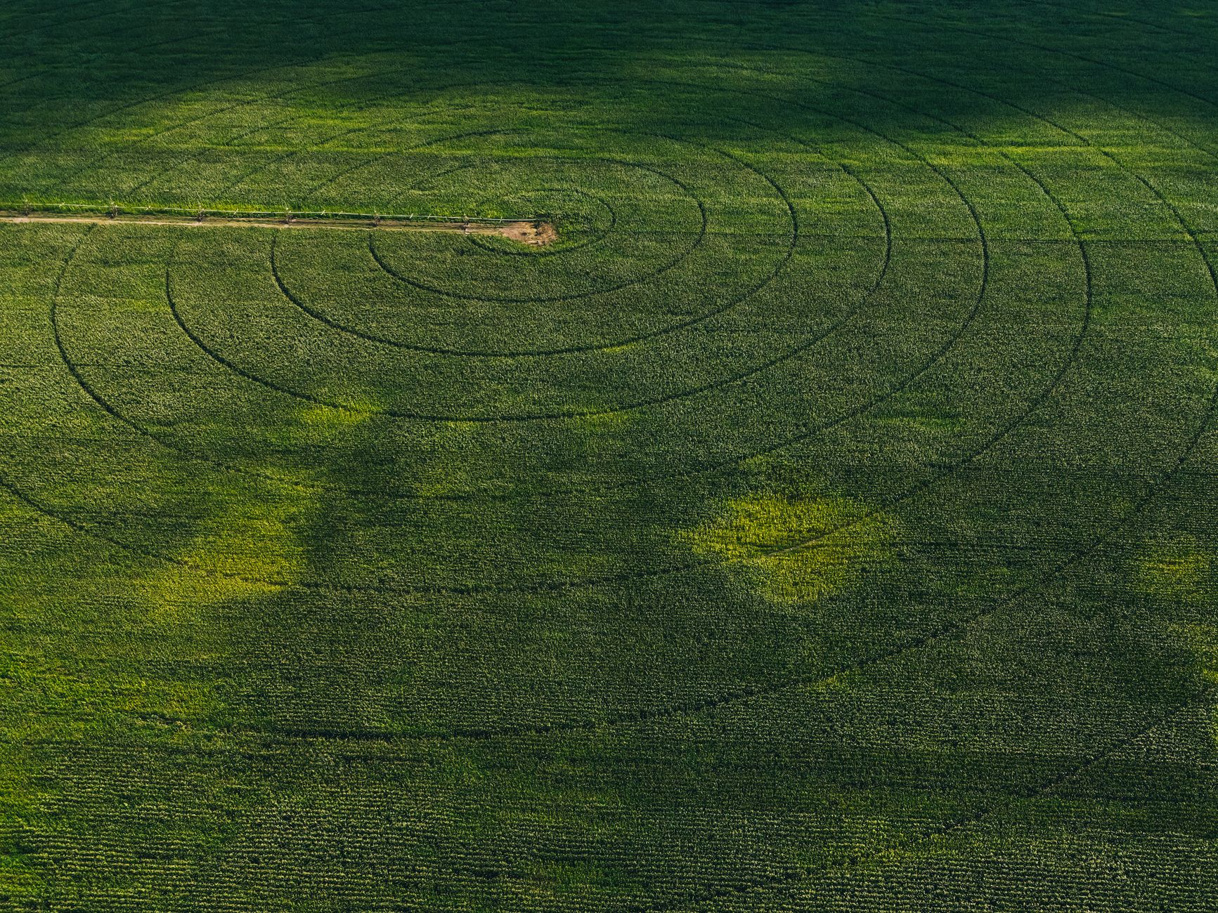 Plantação de soja em Minas Gerais