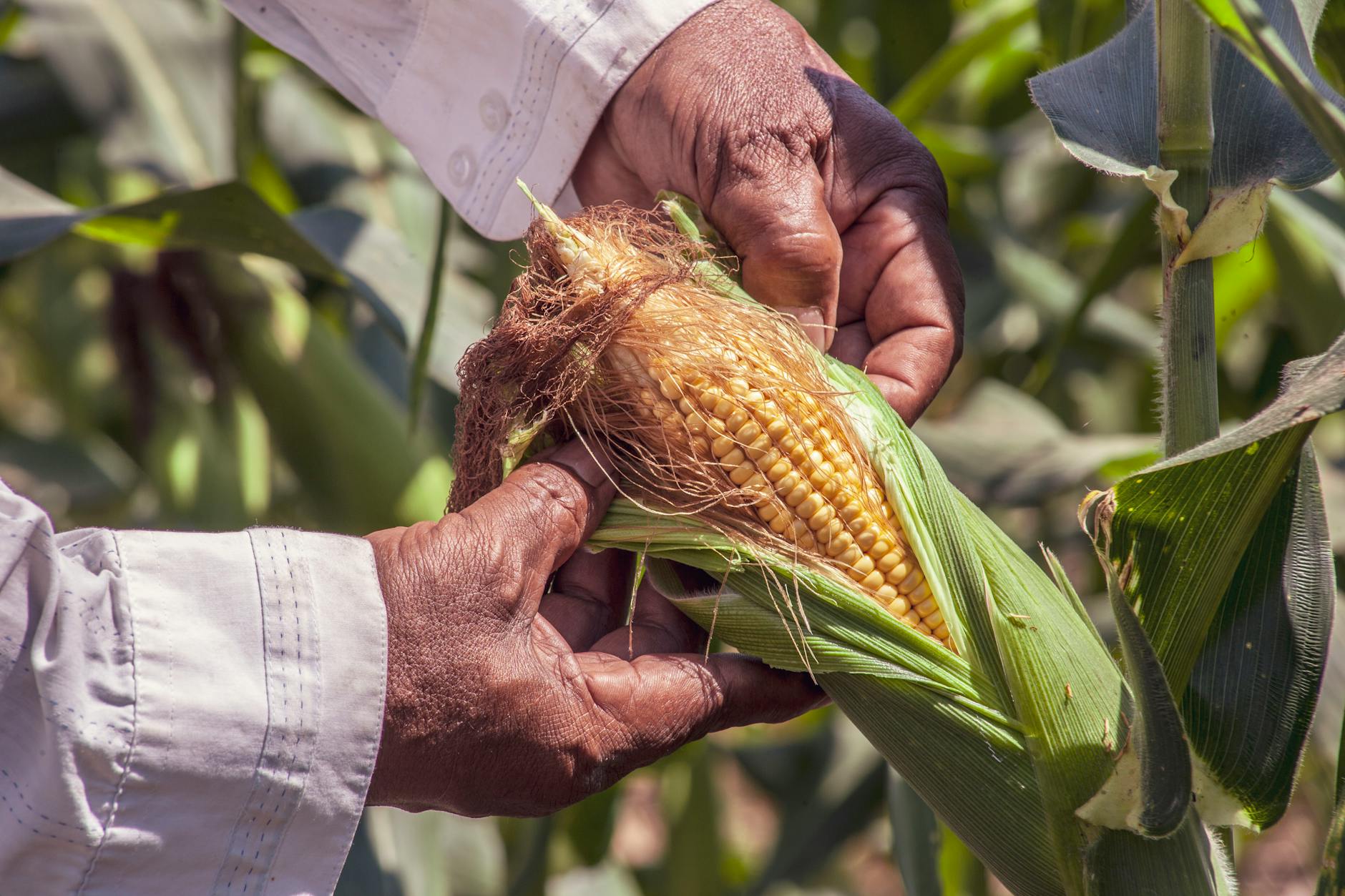 Produtor rural colhendo milho no campo brasileiro