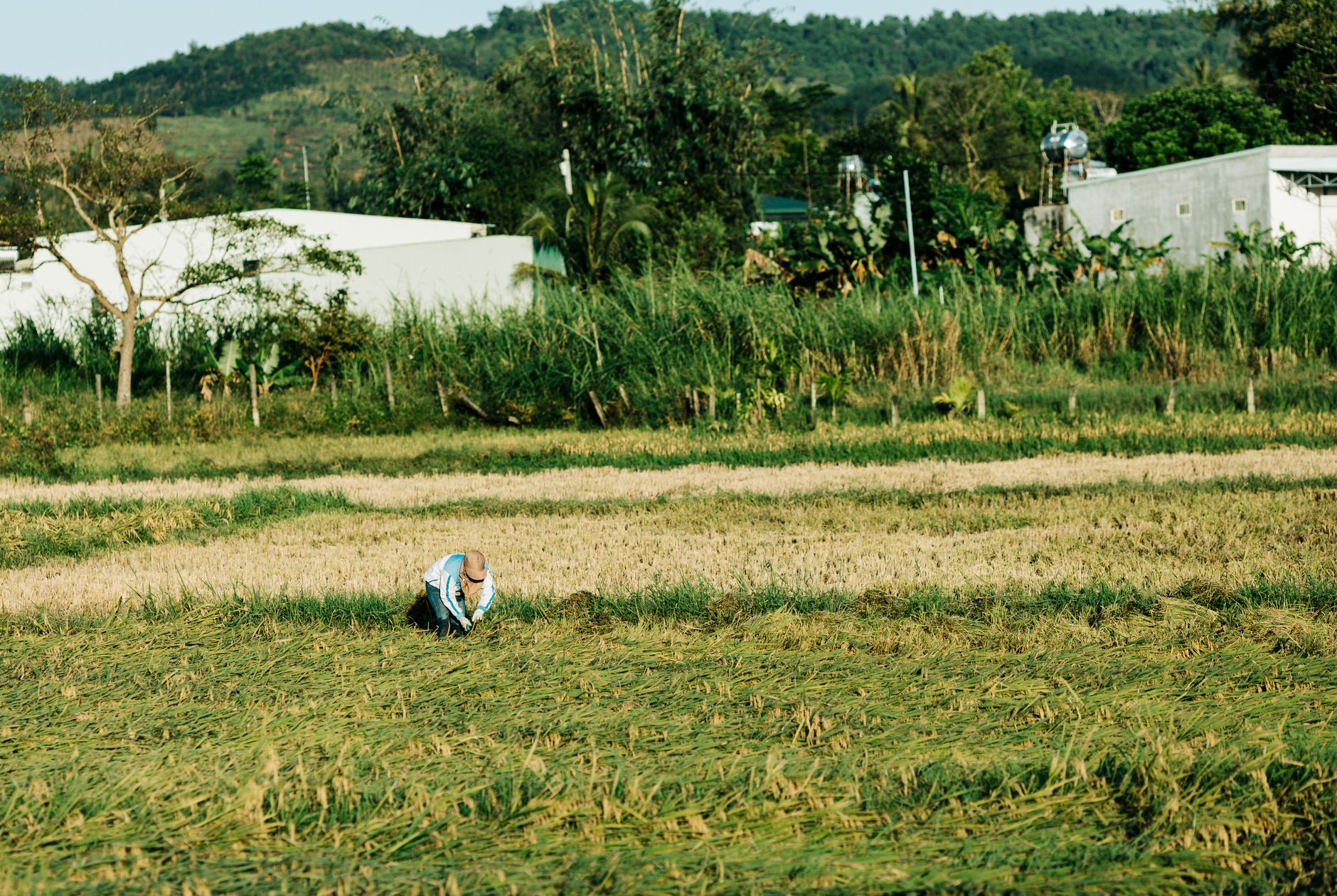 Agricultor colhendo feijão em lavoura de Tocantins