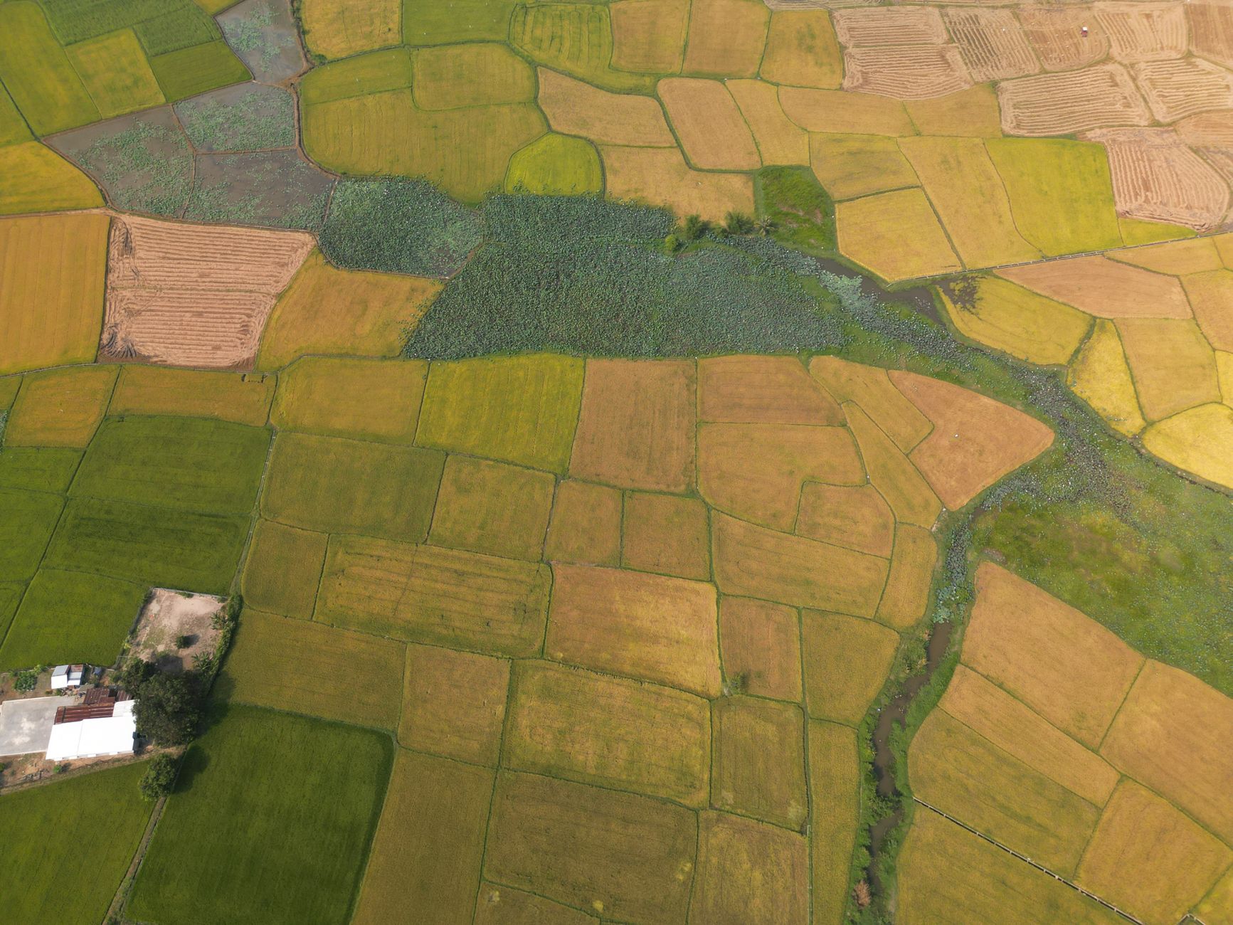 Plantação de arroz no Maranhão com agricultor verificando grãos