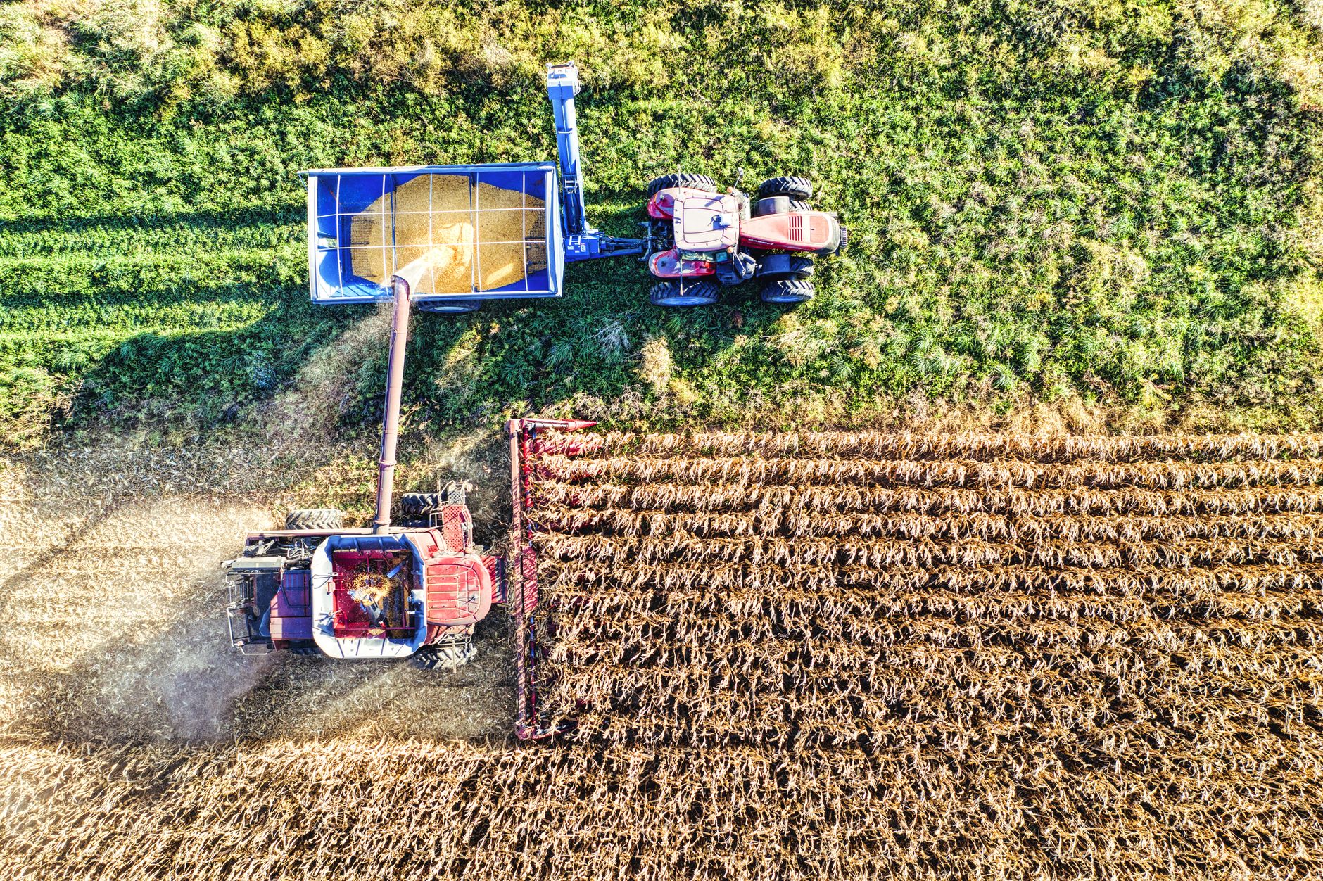 Produtor rural verificando qualidade do milho no armazém