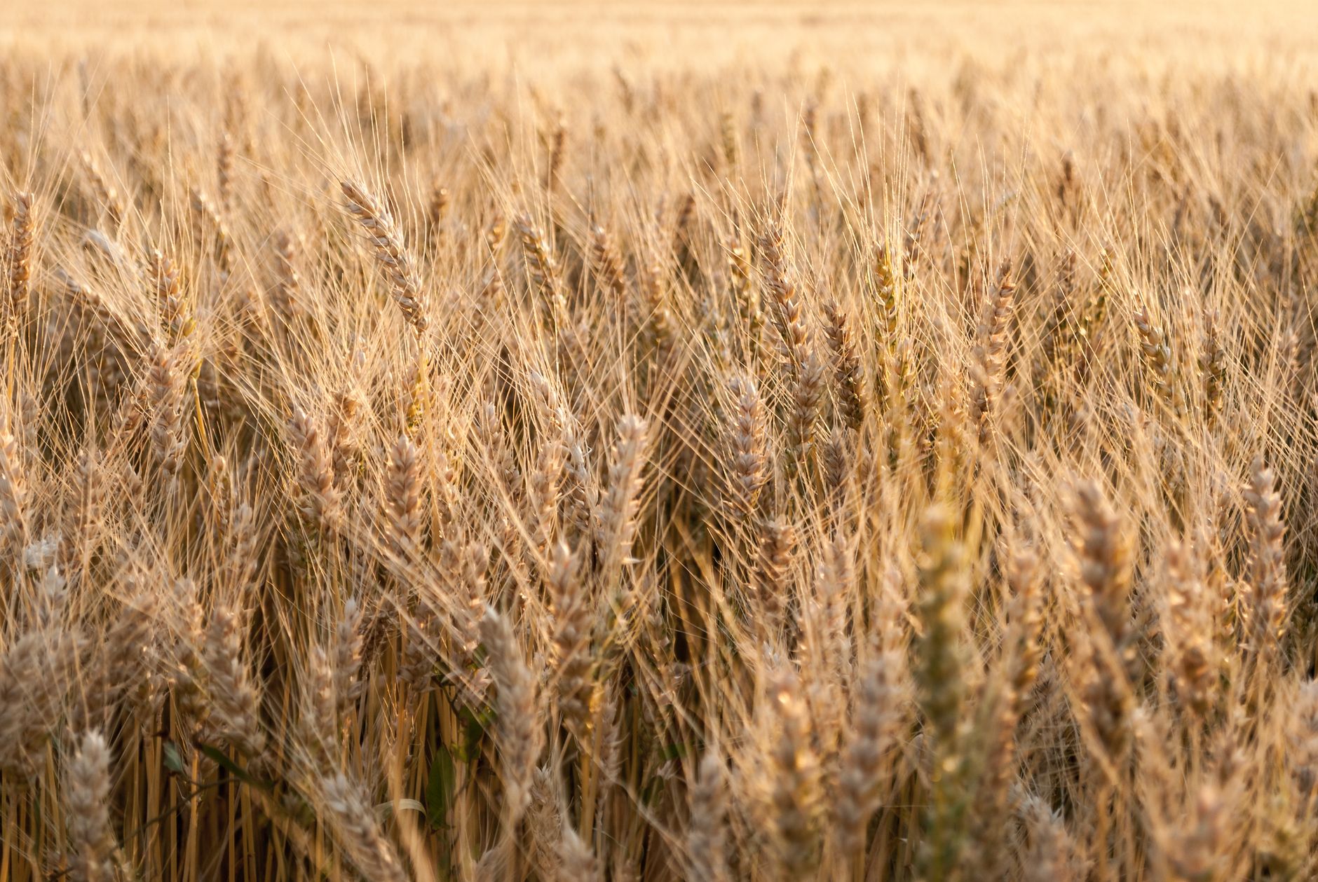Produtor rural verificando qualidade de grãos pelo smartphone na plataforma eBarn