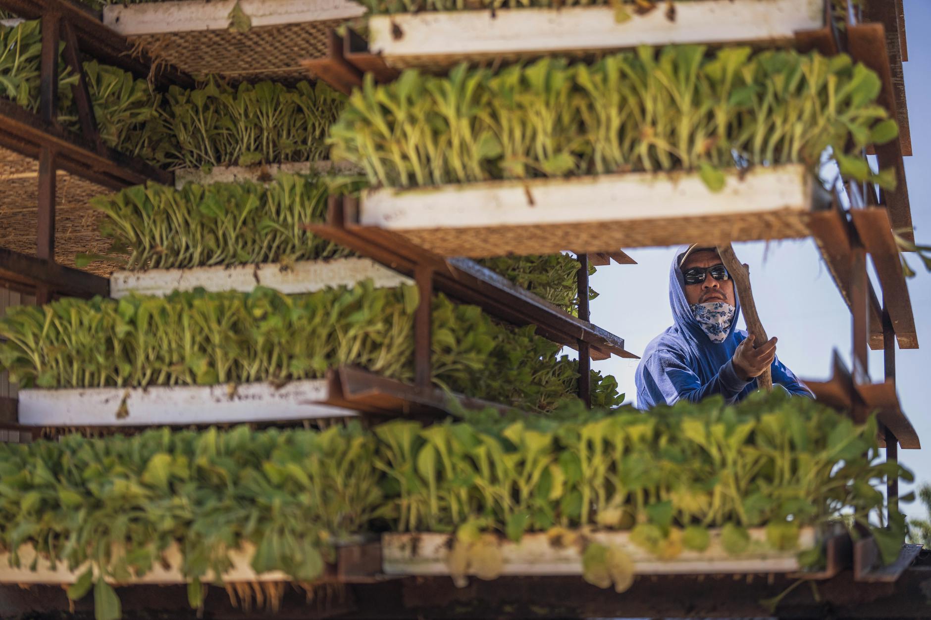 Gráfico de cotação de sorgo no Paraná