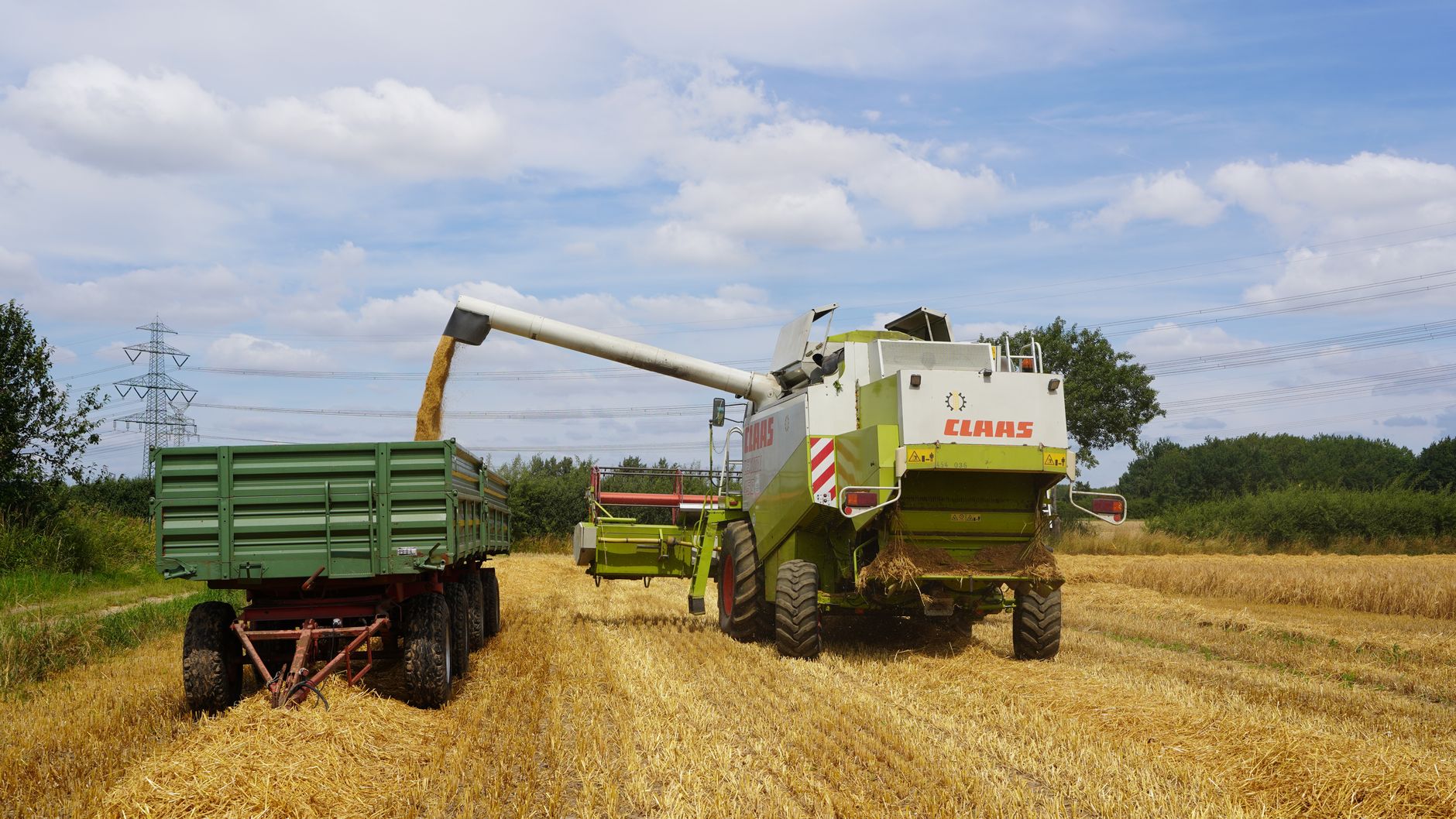 Produtor rural colhendo feijão em São Paulo