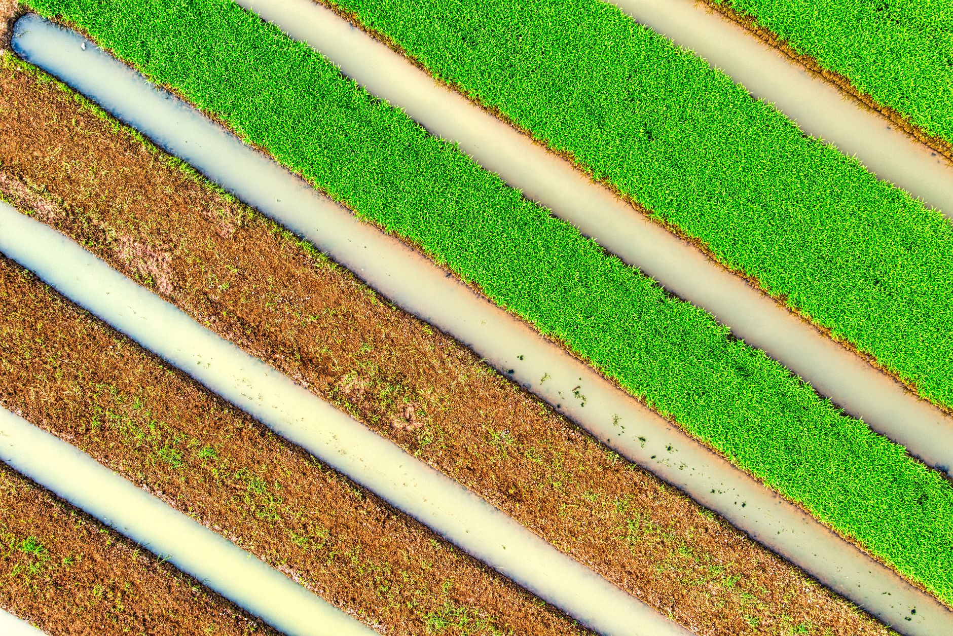 Plantação de arroz irrigado no Rio Grande do Sul com sistema de irrigação