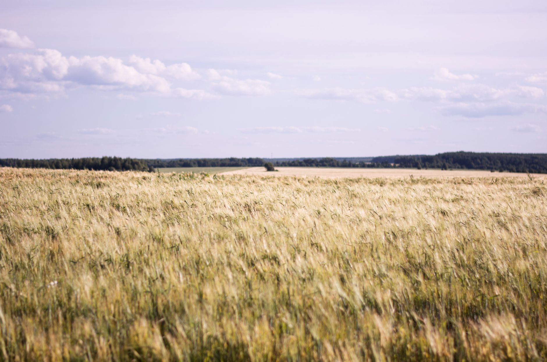 Plataforma digital de negociação agrícola eBarn