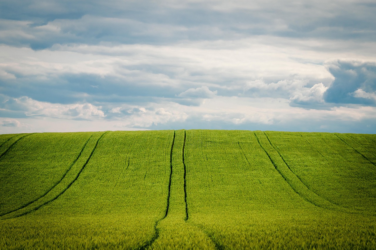Colheita de grãos de sorgo em campo brasileiro