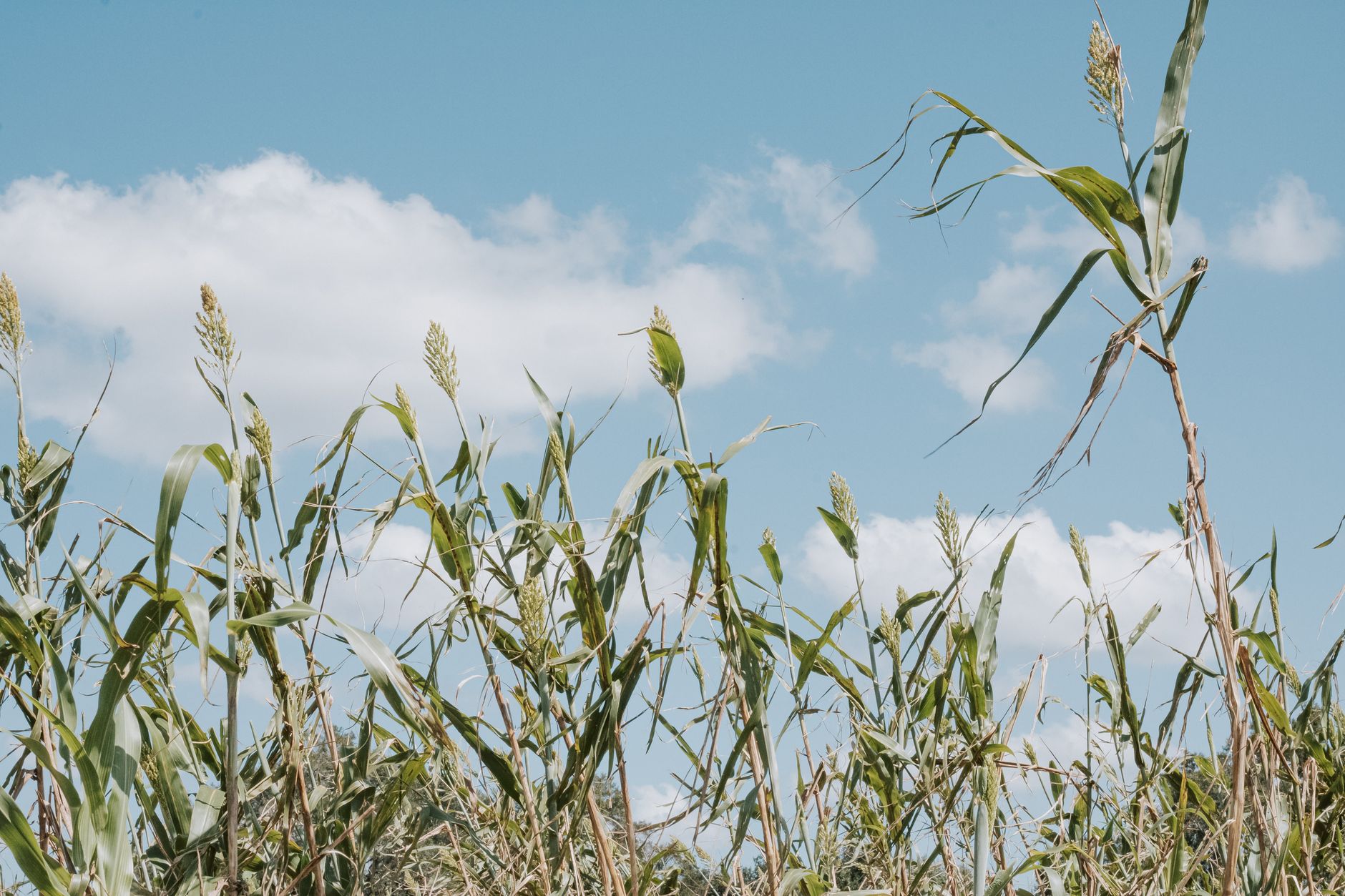 Plantação de sorgo em Mato Grosso do Sul