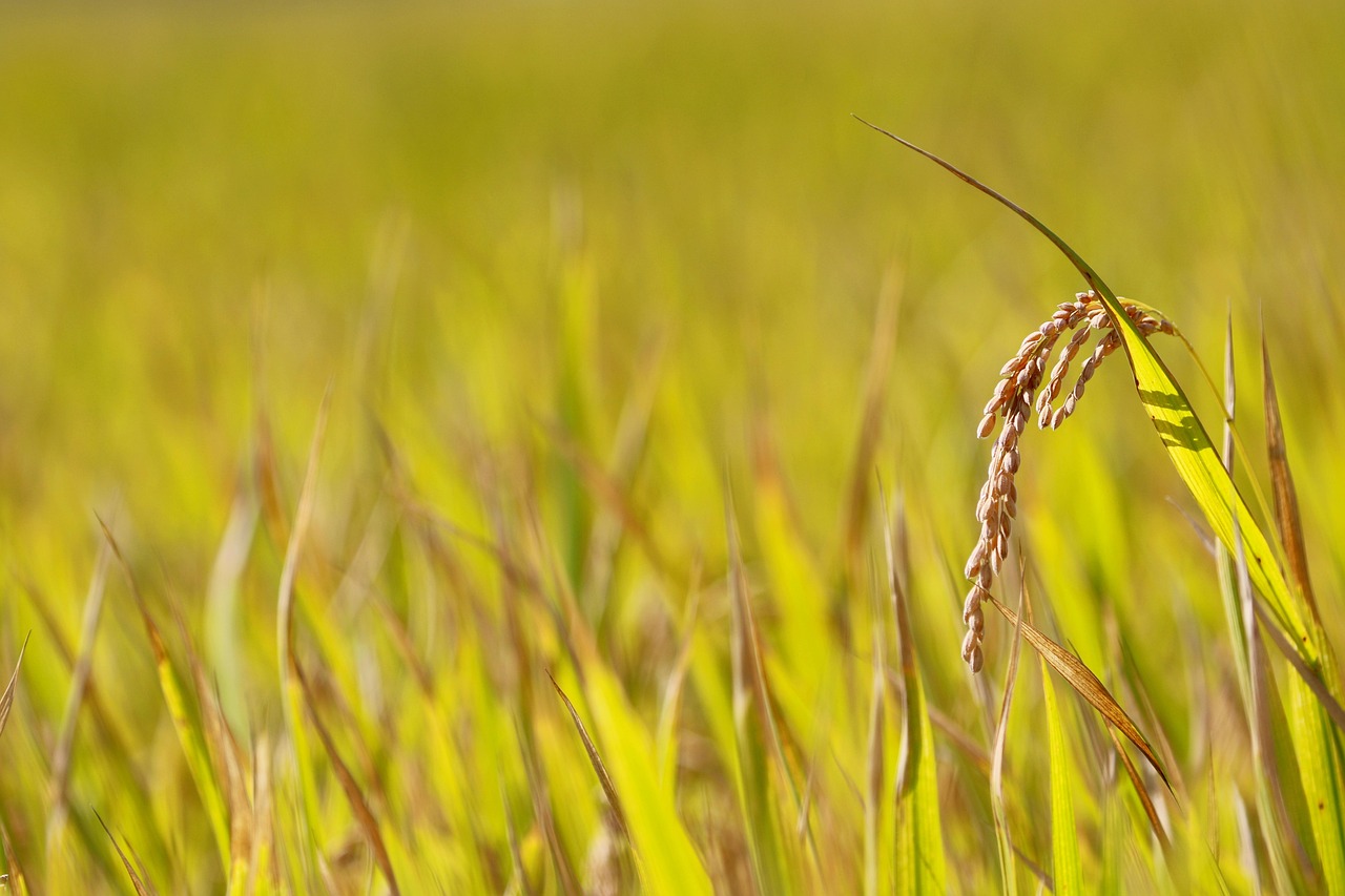 Colheita de arroz em casca no campo brasileiro