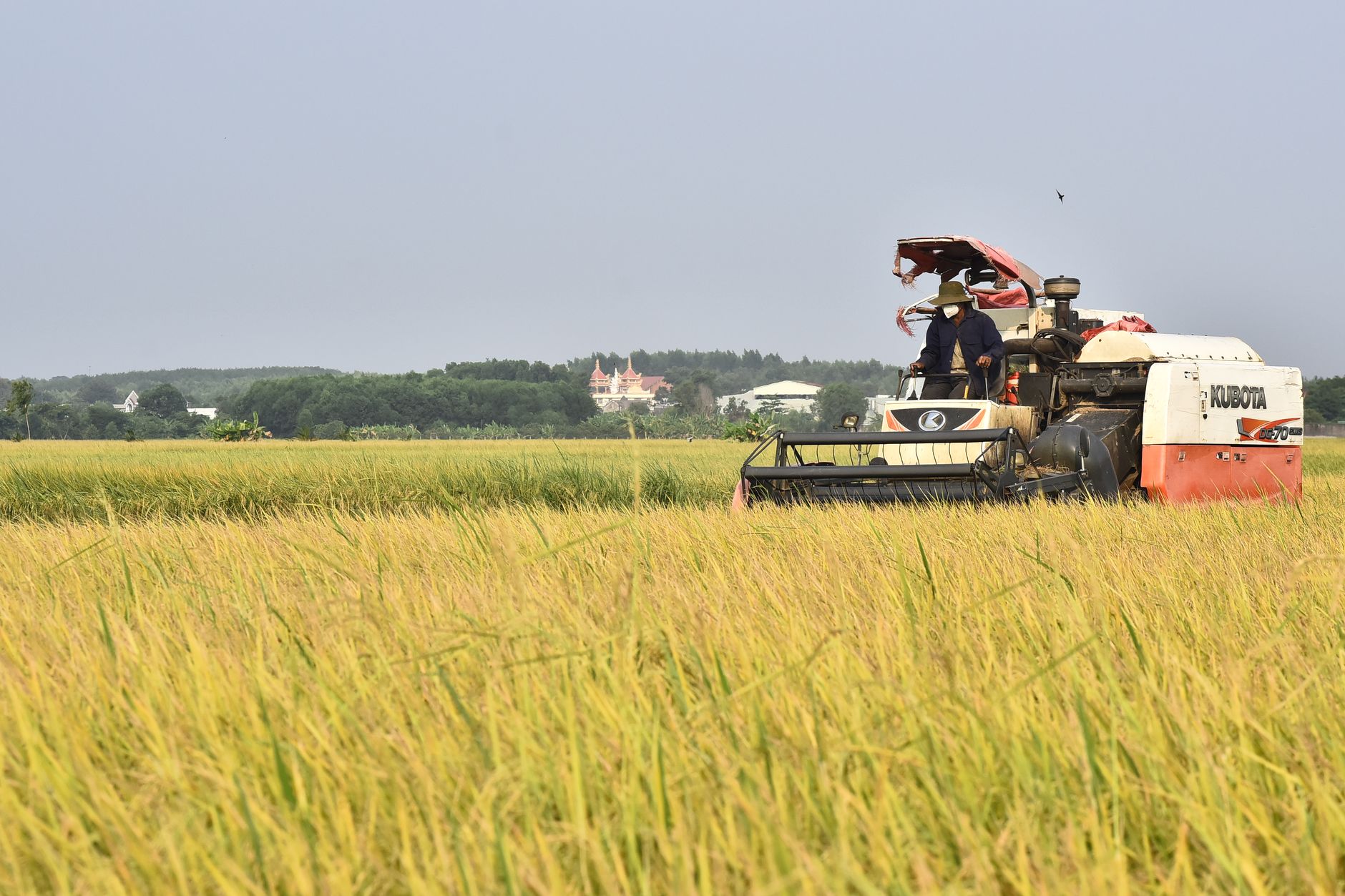 Colheita de arroz no campo