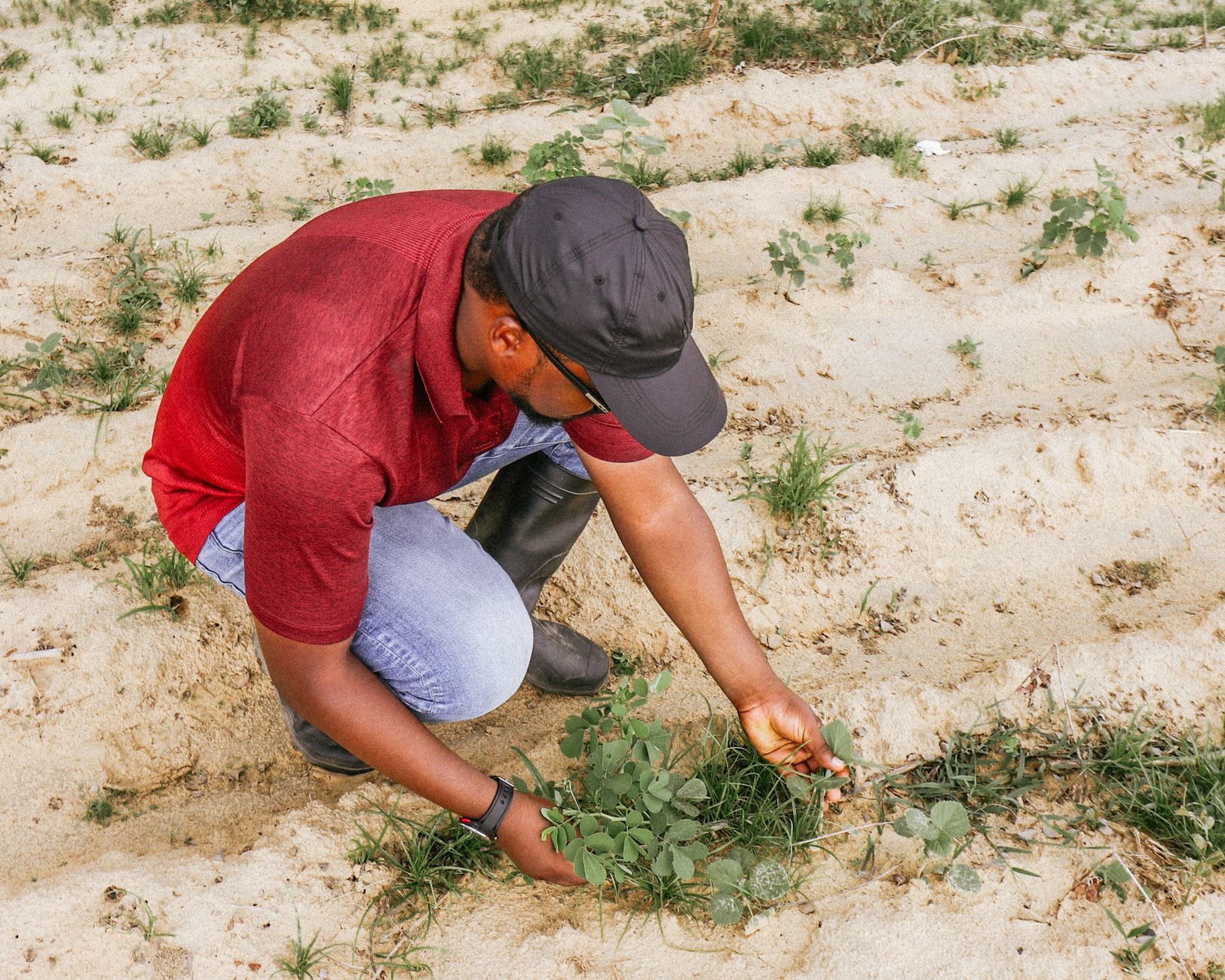 Plantação de algodão sendo colhida em Tocantins