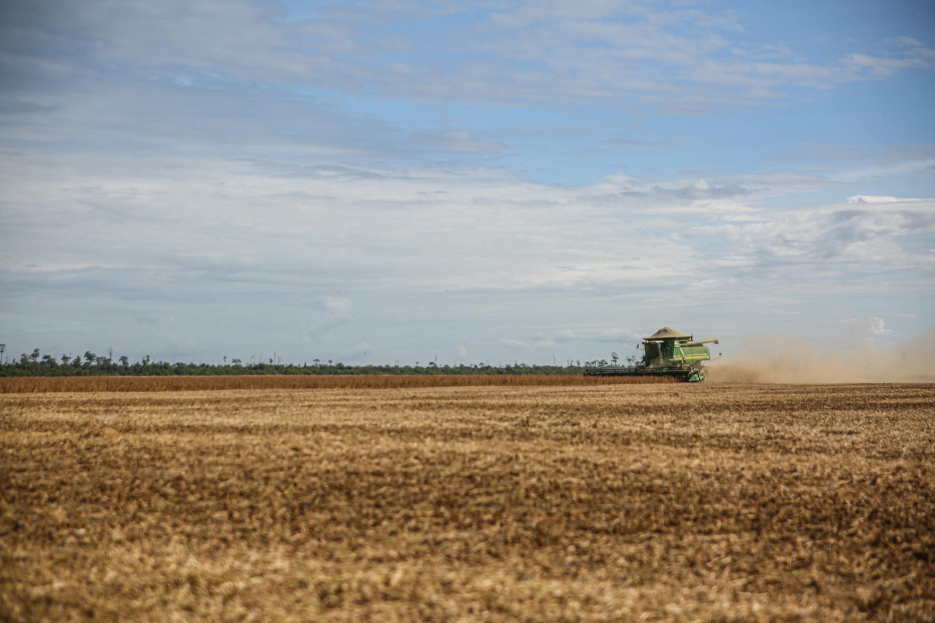 Colheita de sorgo em campo de Mato Grosso do Sul