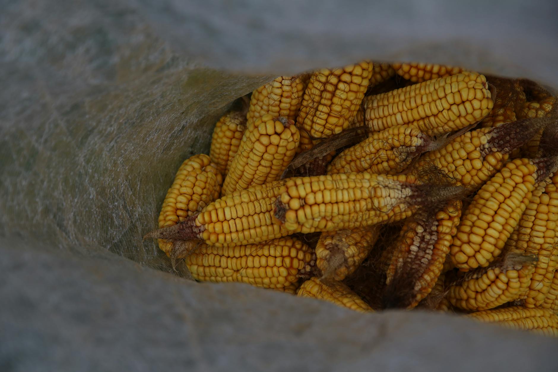 Sacos de milho armazenados em armazém no Rio Grande do Sul