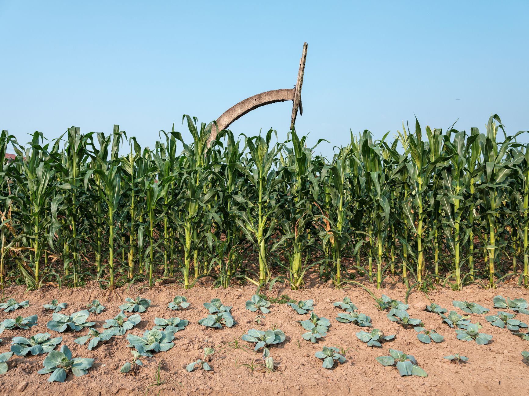 Plantação de milho em Minas Gerais