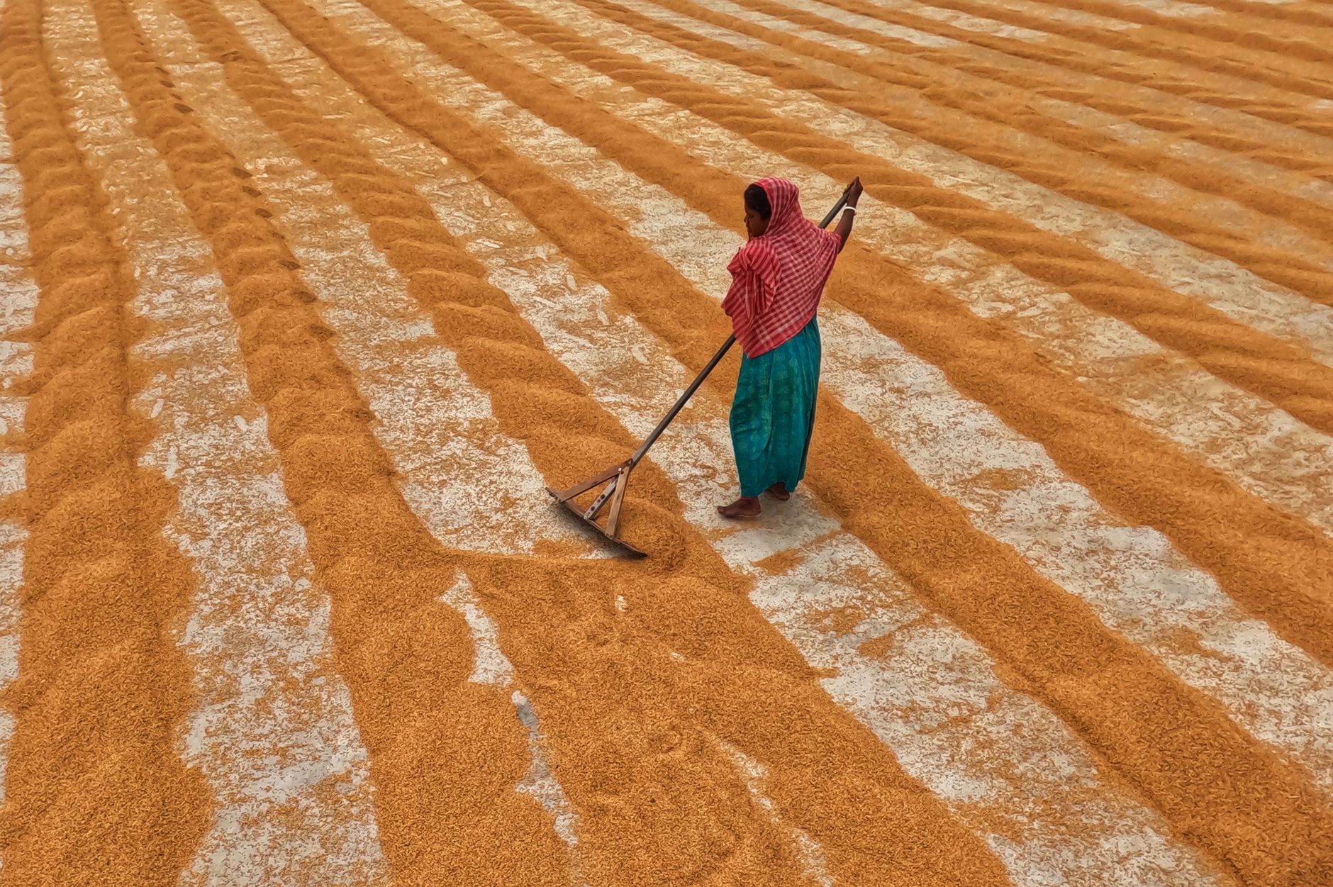 Produtor rural analisando qualidade dos grãos antes da venda direta