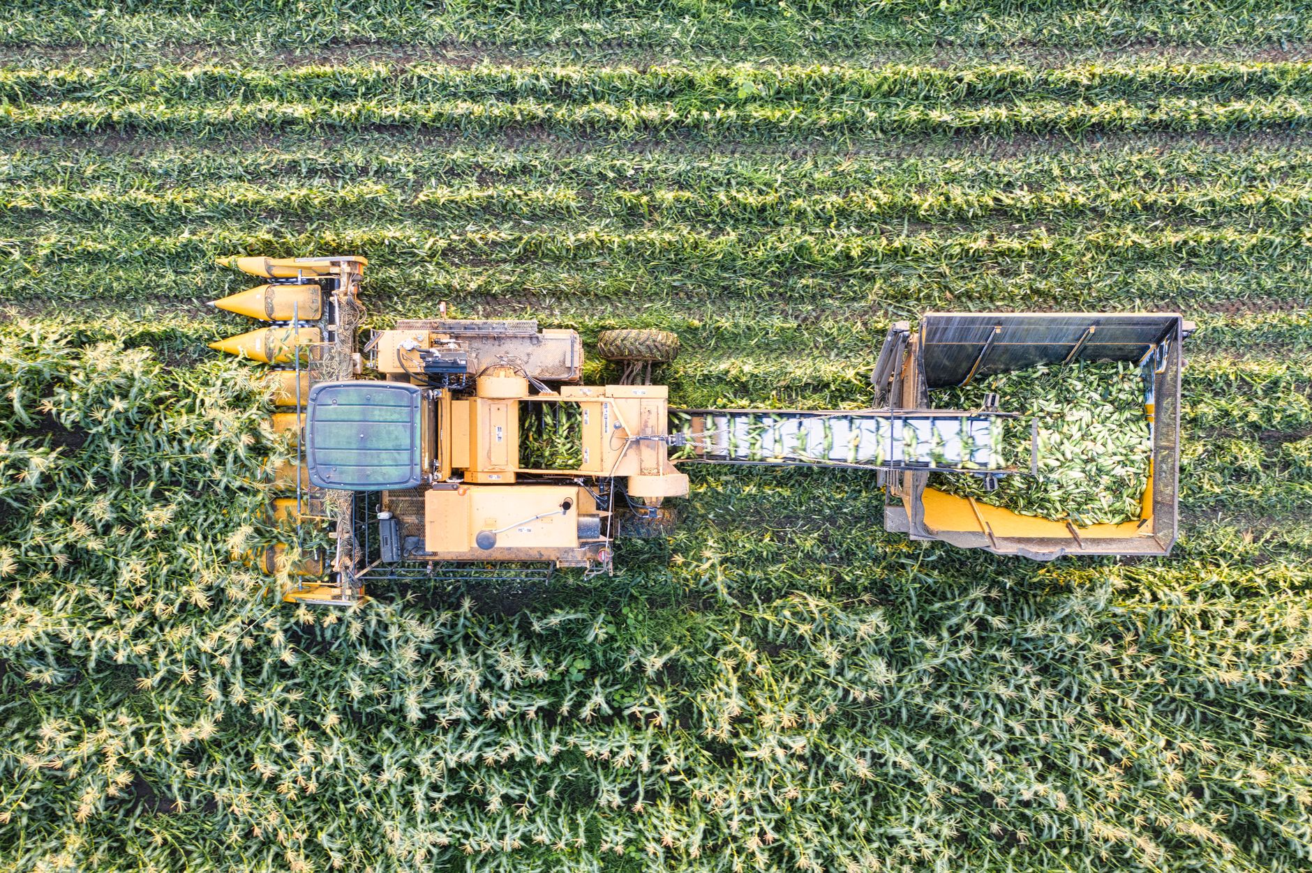 Aerial drone shot of a combine harvester working a cornfield in Minnesota, USA.