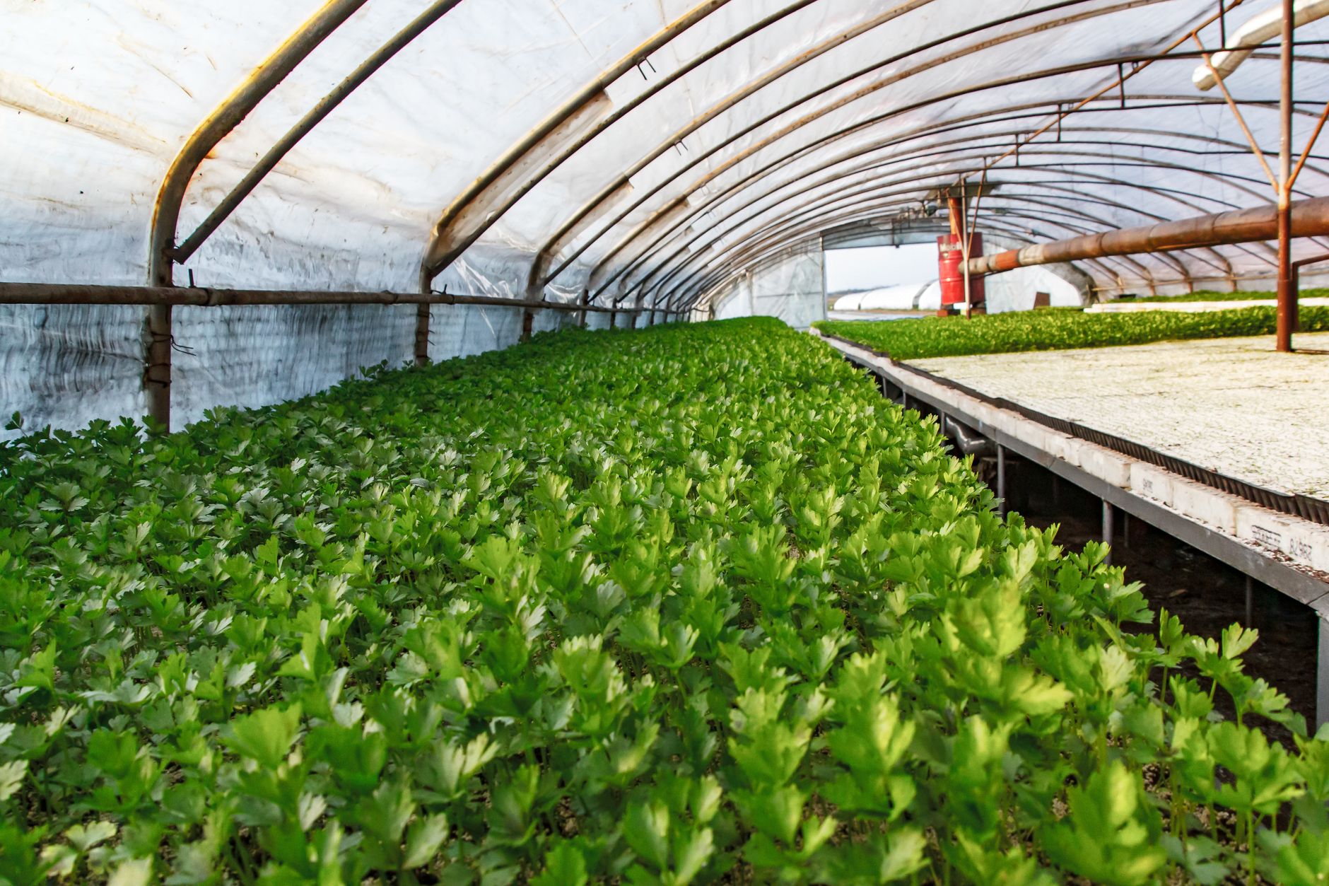Vibrant green crops thrive in a spacious greenhouse, showcasing modern agriculture.