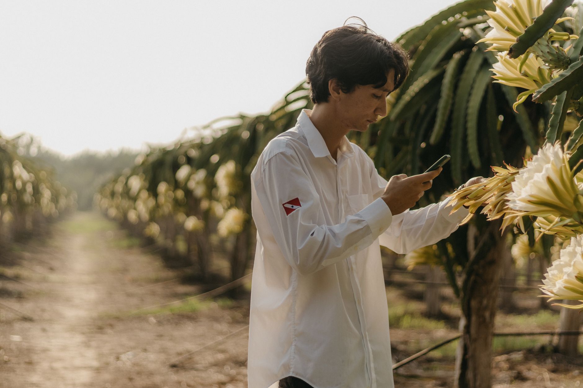 Young adult in a white shirt using a smartphone in a dragon fruit orchard during the day.