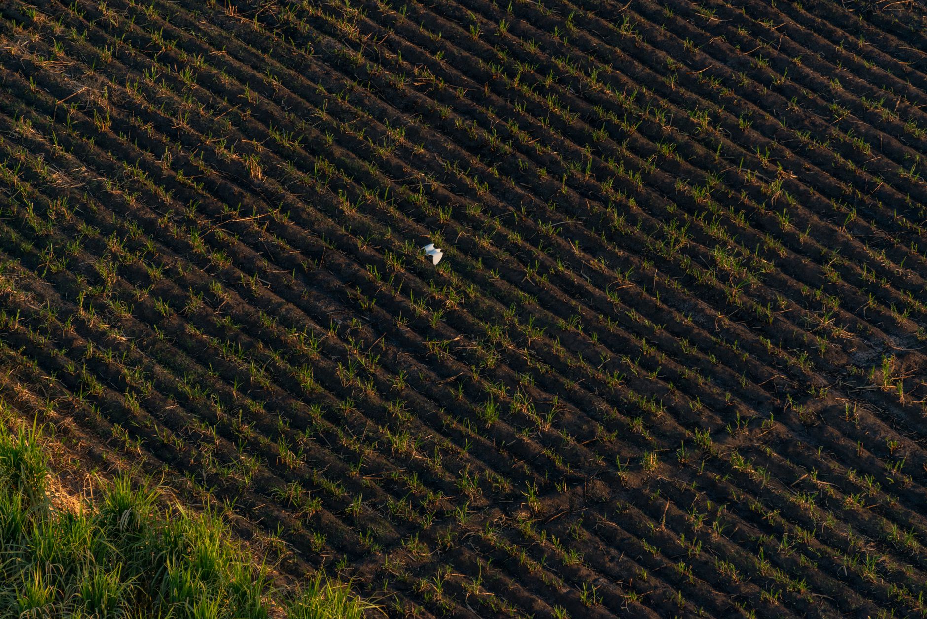 Aerial photograph capturing a plowed field with green sprouts and a lone white bird. Ideal for agricultural themes.