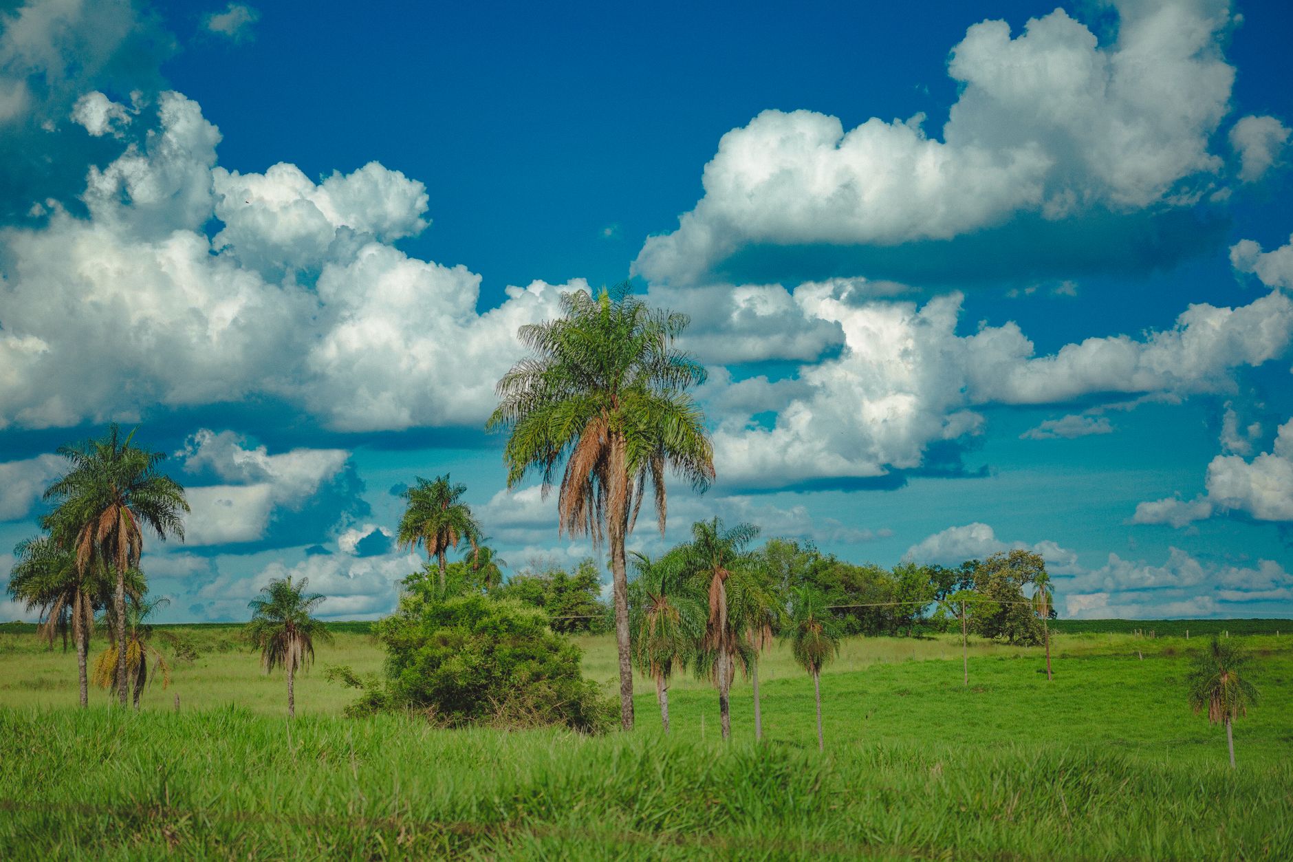 High tropical palm trees growing on grassy field in countryside in sunny day