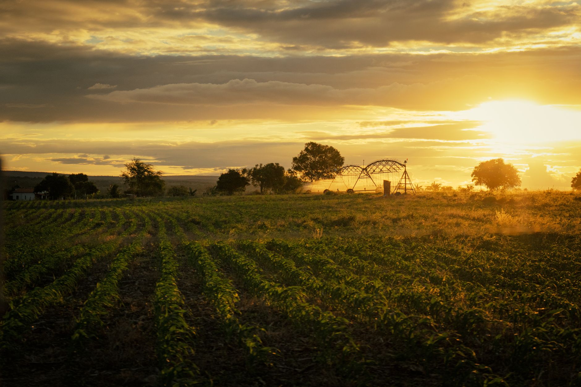 A picturesque sunset over farmland in Brazil, capturing the rural landscape and vibrant sky.