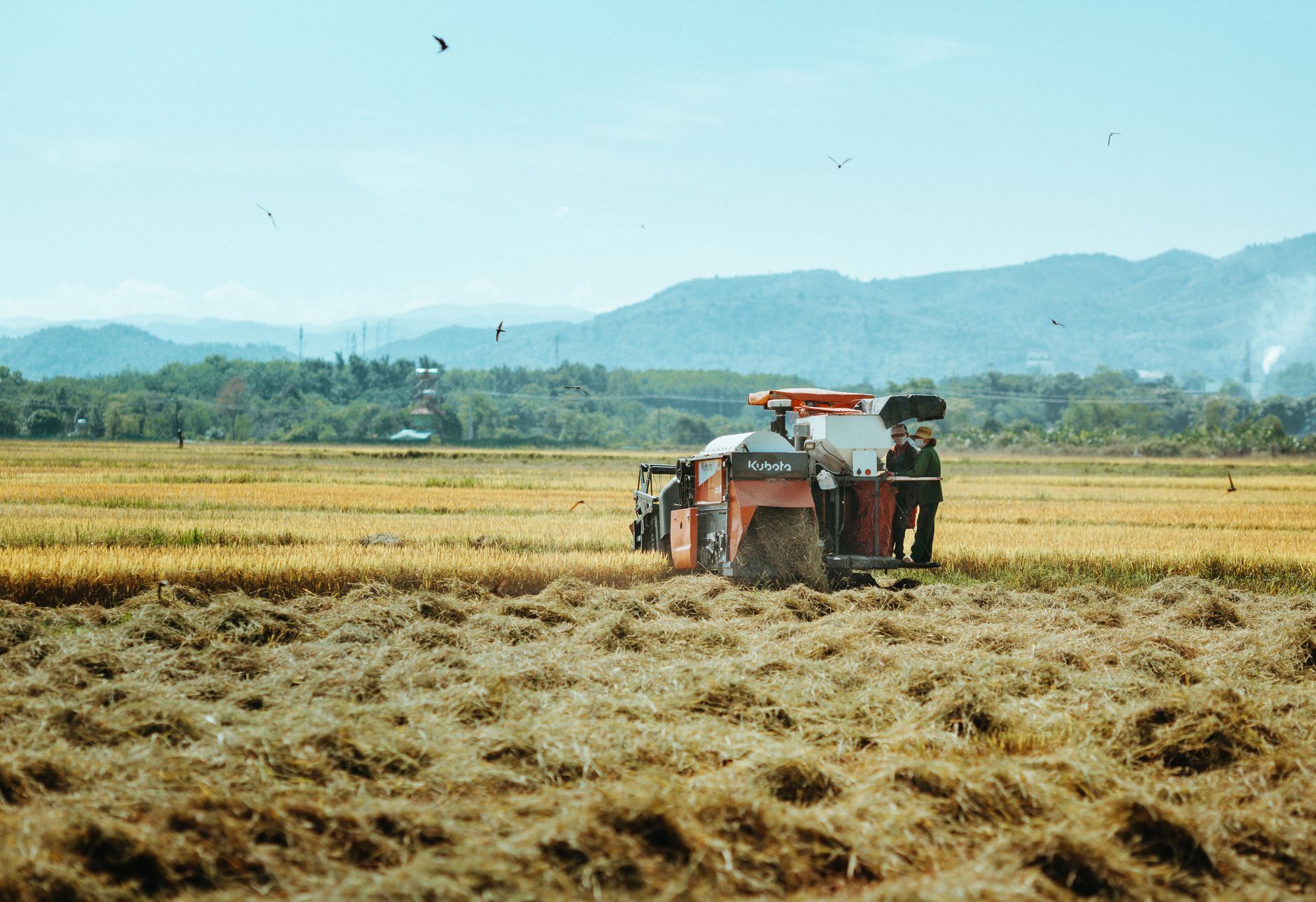 Tractor working in a rice field in Kon Tum, Vietnam, showcasing traditional harvesting techniques.