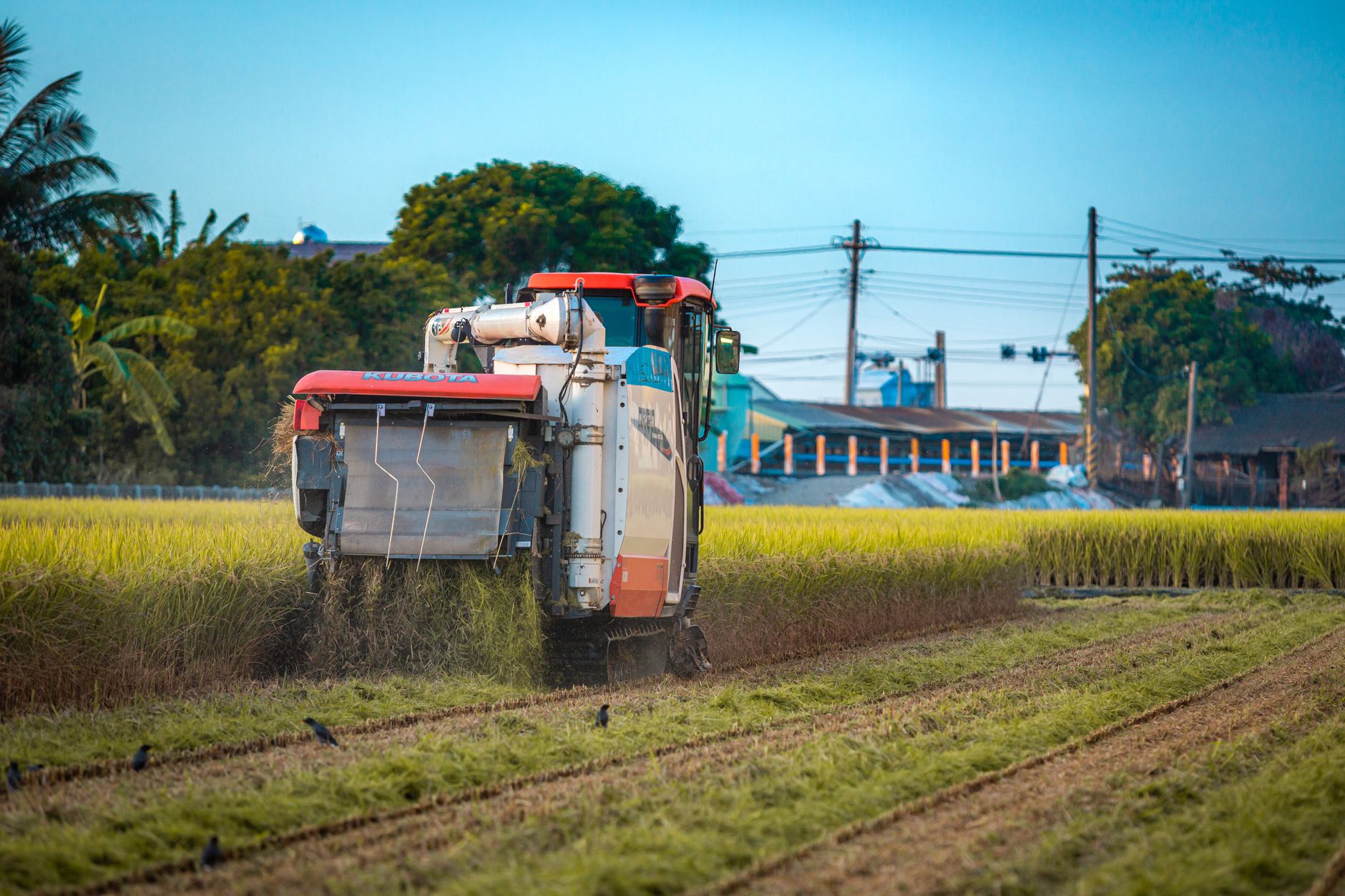 A combine harvester operates in a lush agricultural field on a sunny day.