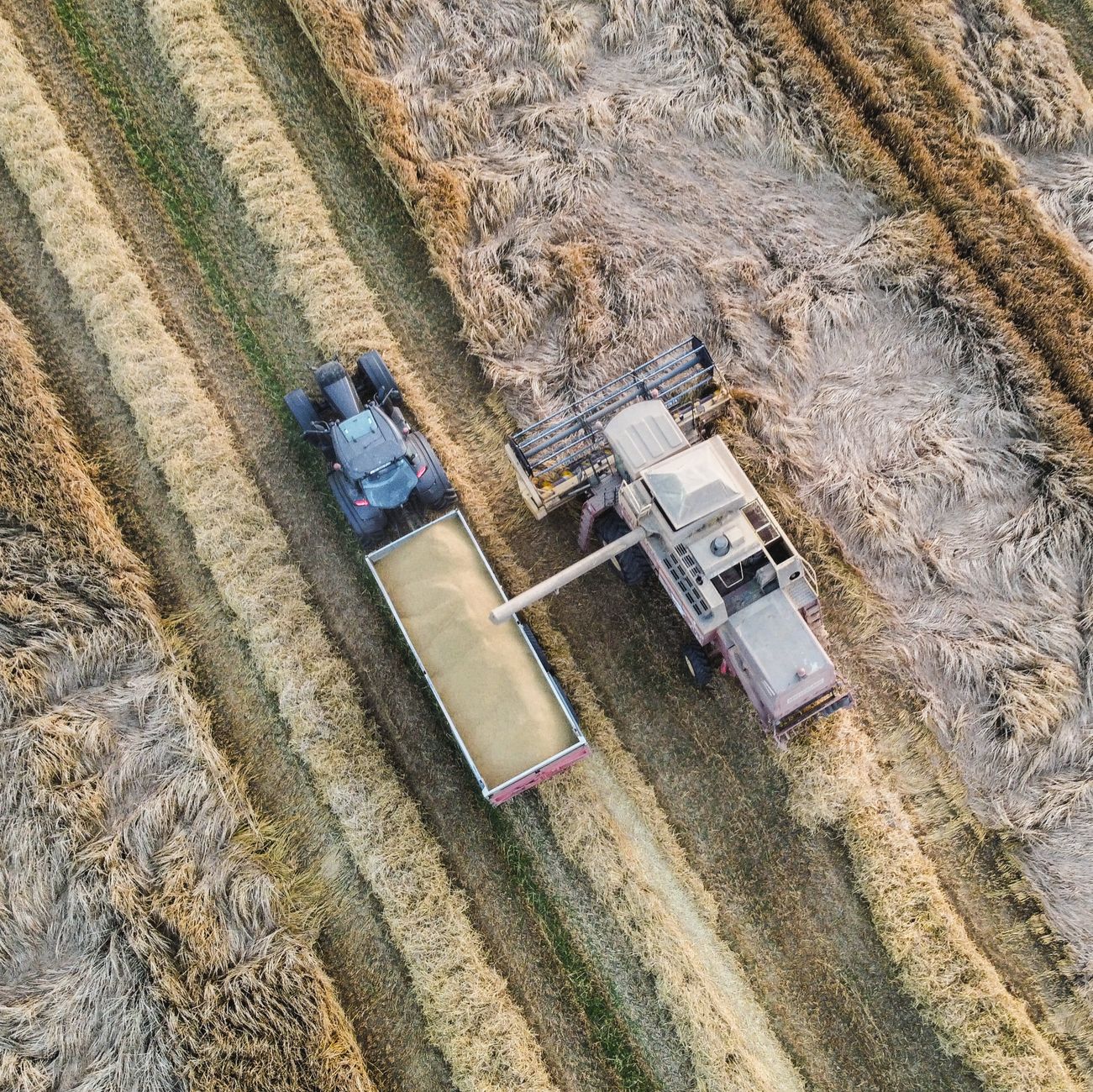 Drone captures combine harvester transferring wheat to trailer in sunlit field.