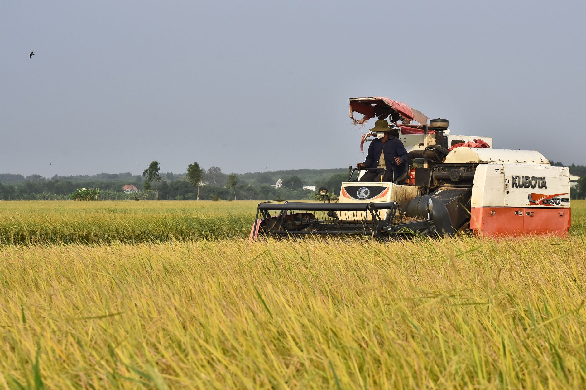 Combine harvester in action on a vast golden rice field with a farmer operating it.