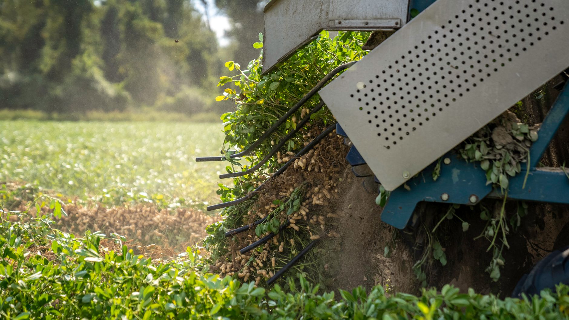 Close-up of a peanut harvesting machine working in a green field.