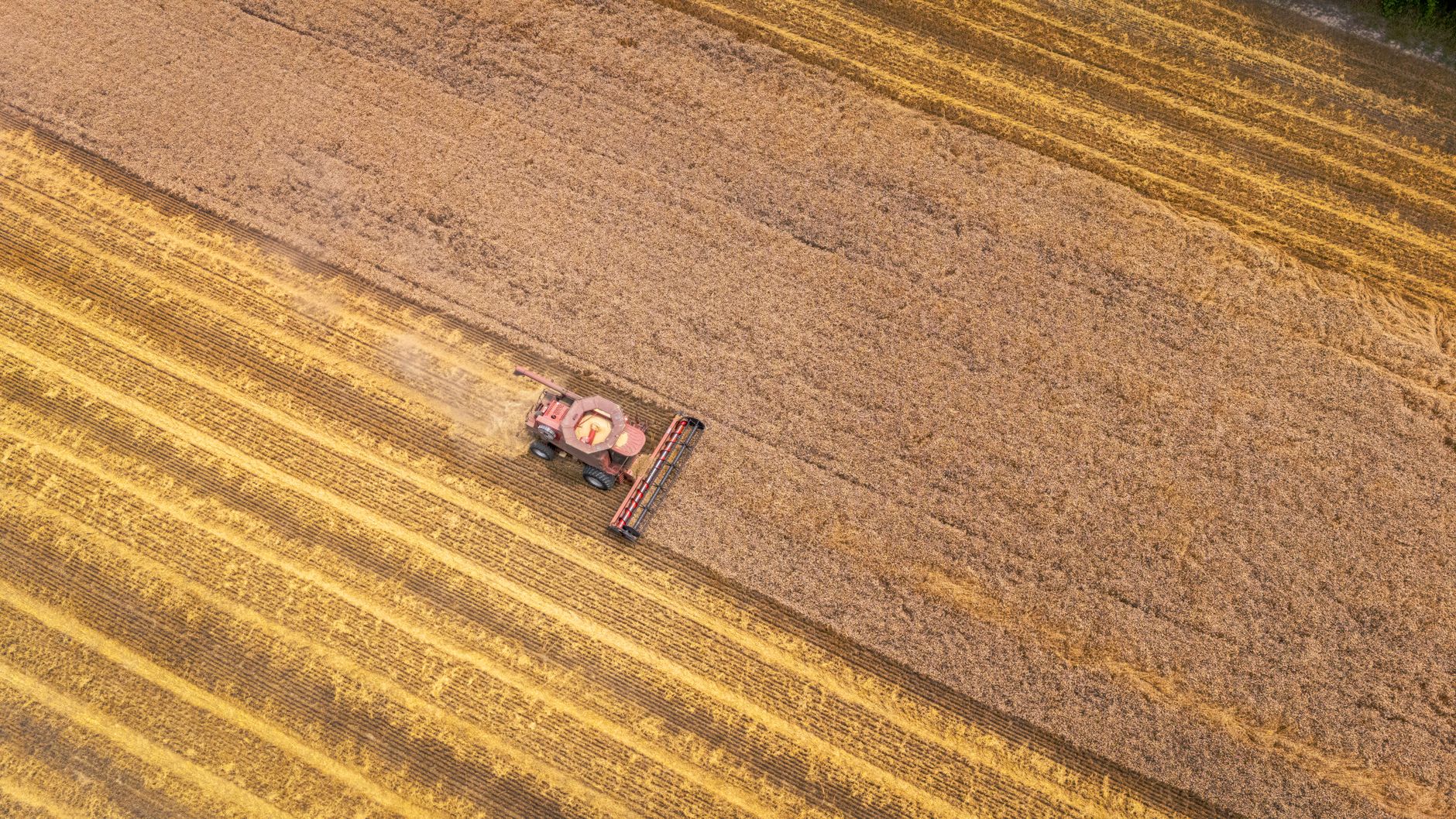 Drone shot capturing a harvester in a North Carolina wheat field from above.