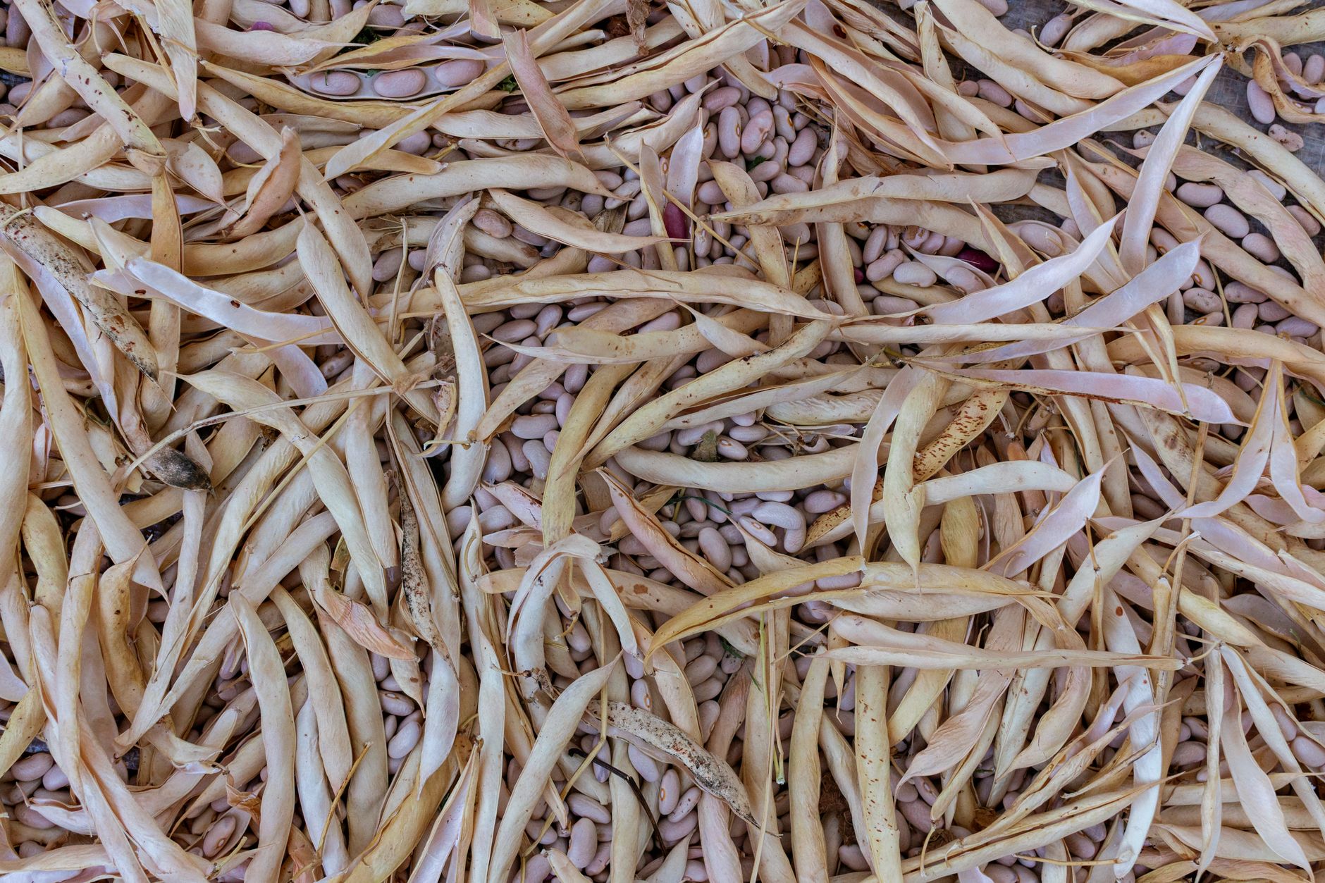 High-resolution detail of dried bean pods and seeds in an agricultural setting.