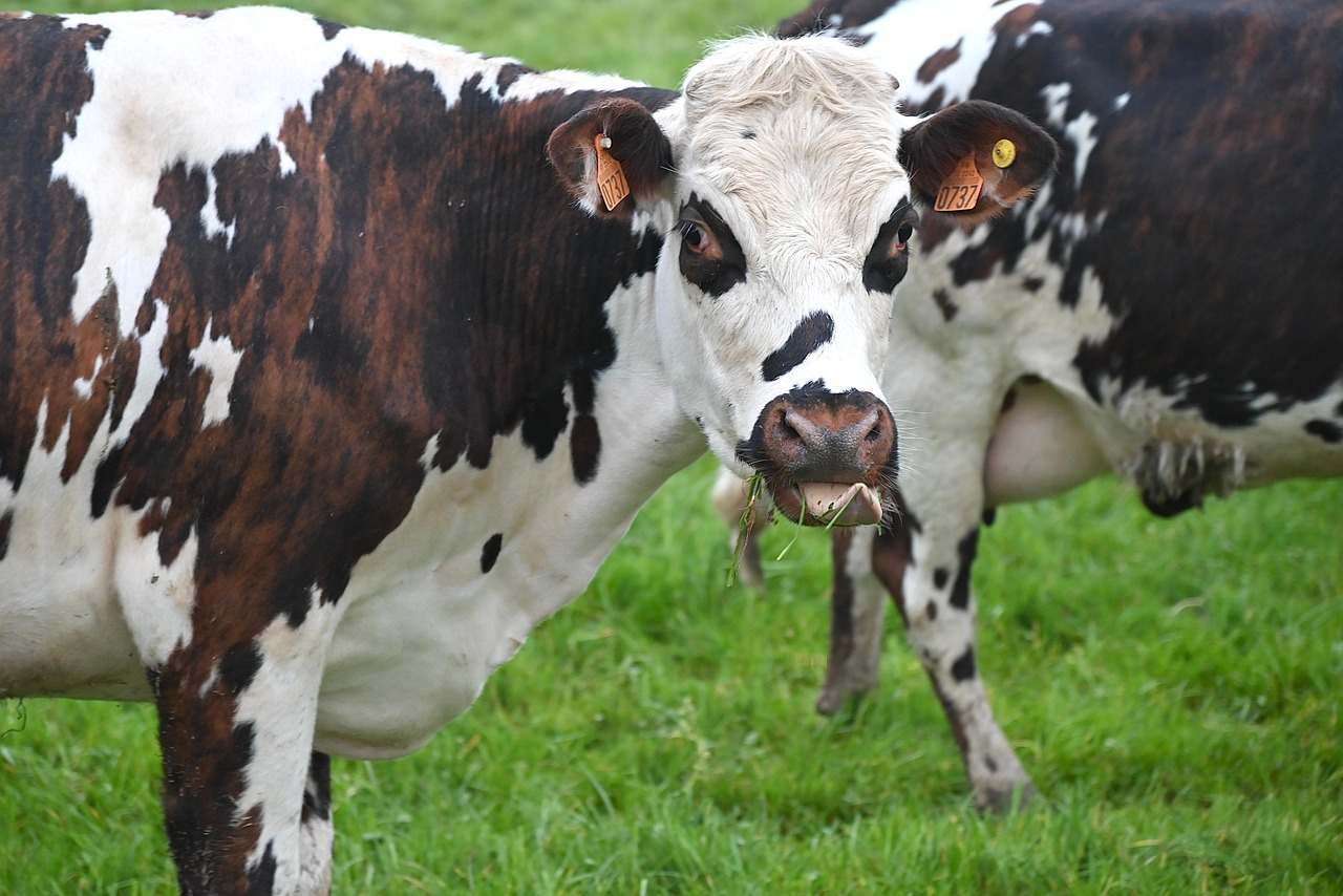 cow, norman cow, milk cow, ruminant, herbivorous, farm animals, cattle, cow, cow, cow, cow, cow