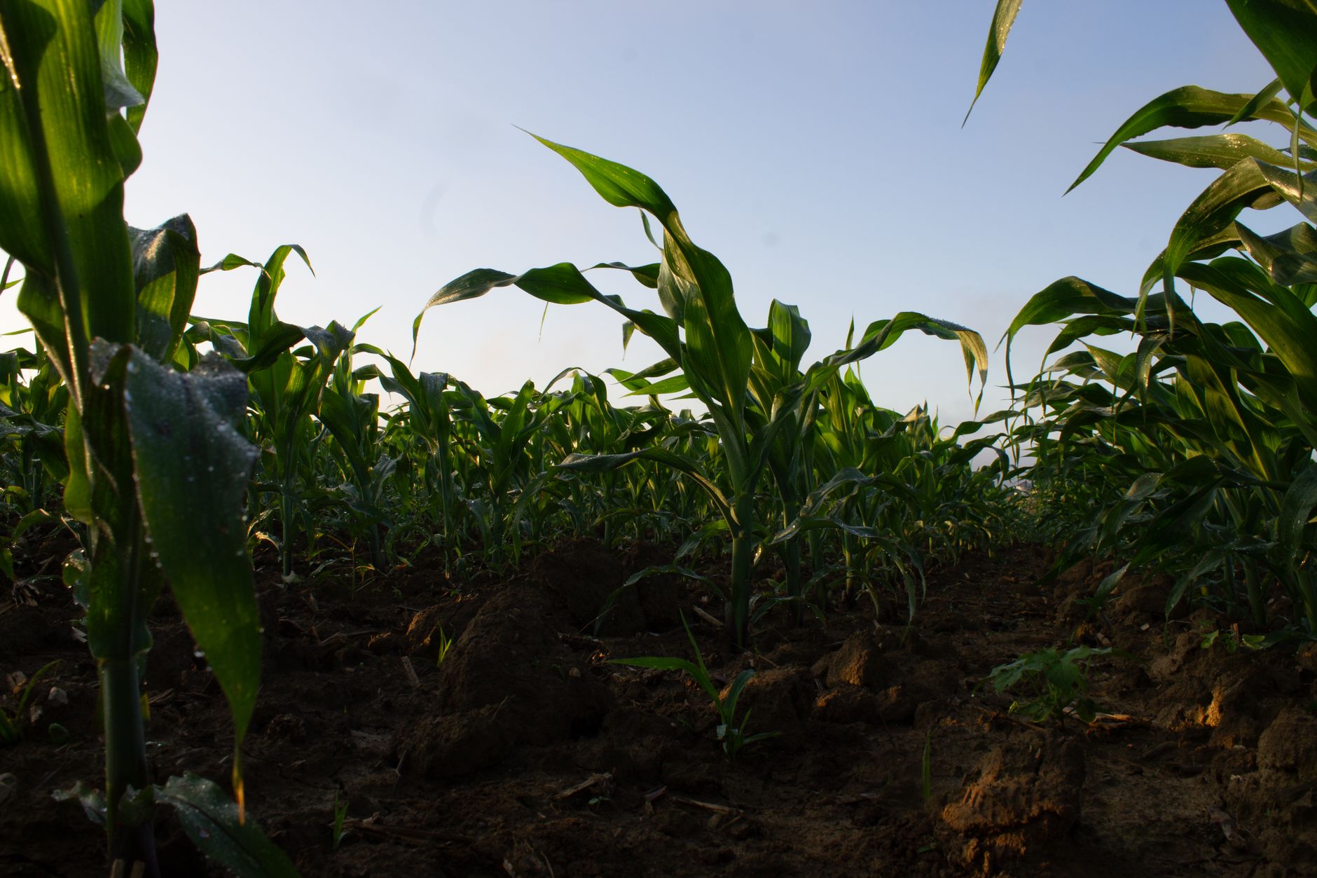 Lush green cornfield during sunrise, showcasing the beauty of nature and agriculture in summer.
