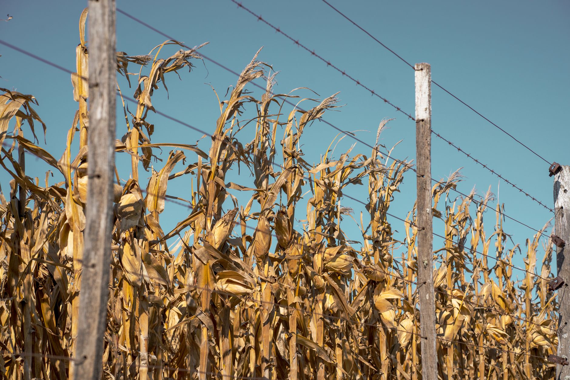 Vibrant cornfield under clear sky in Oliva, Córdoba, showcasing a rustic fence.