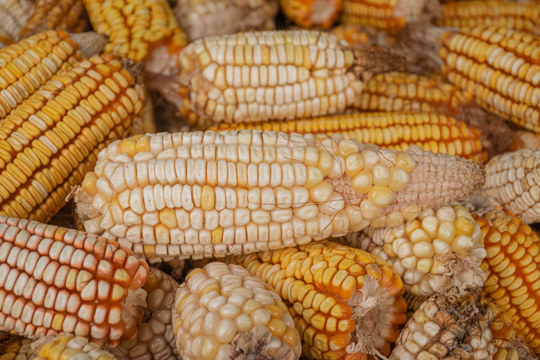 Vibrant close-up of corn cobs at a market in Bagua Grande, Peru, showcasing natural textures.
