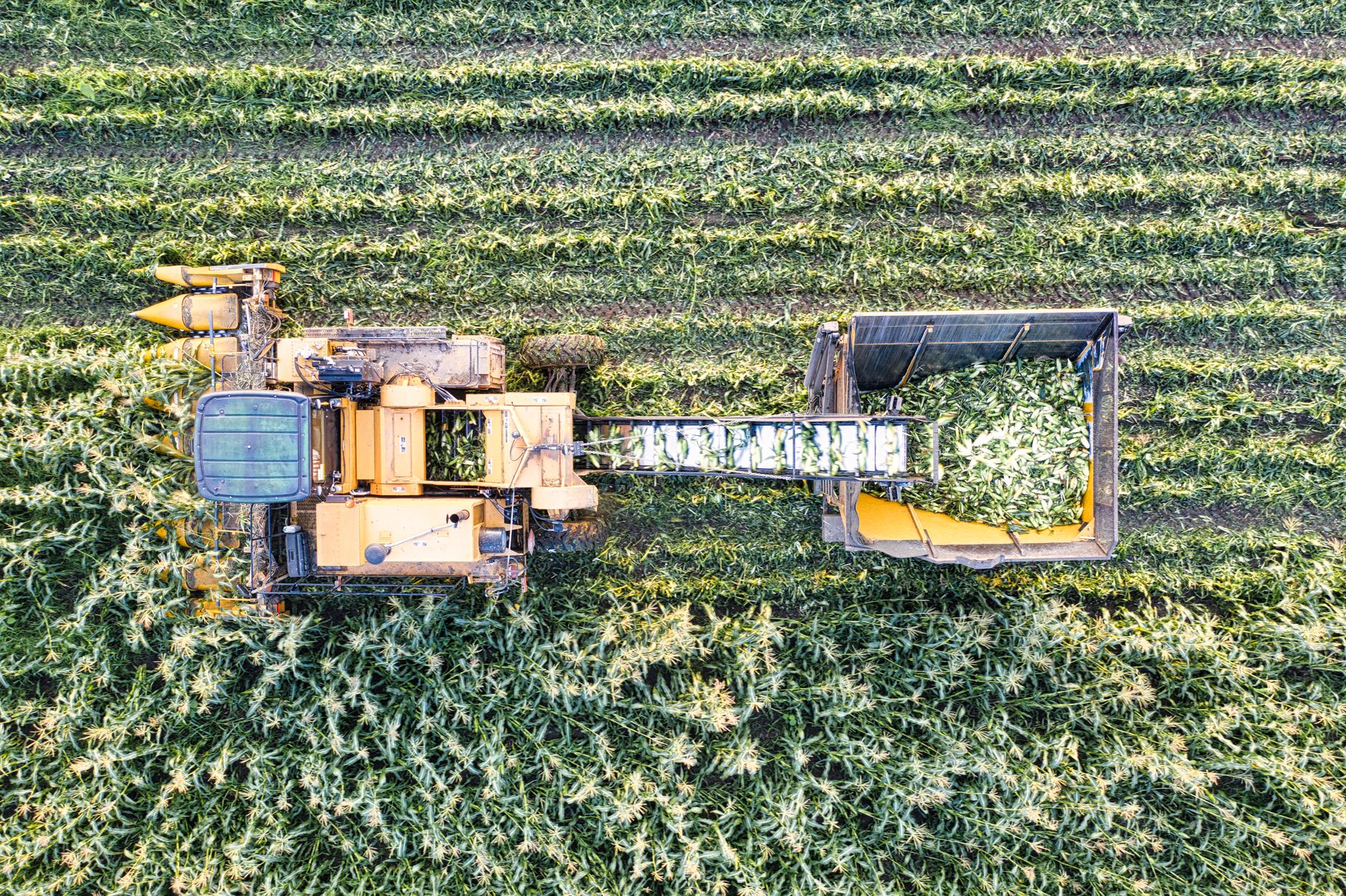 Aerial shot of a harvest machine collecting corn in a Minnesota farmland.