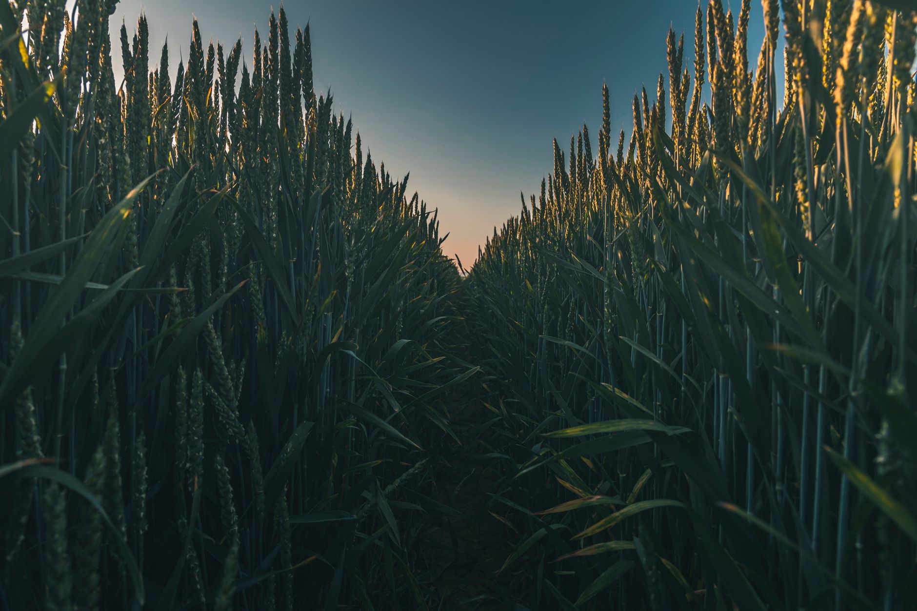Golden sunlight casting a warm glow over a lush green wheat field at sunset.